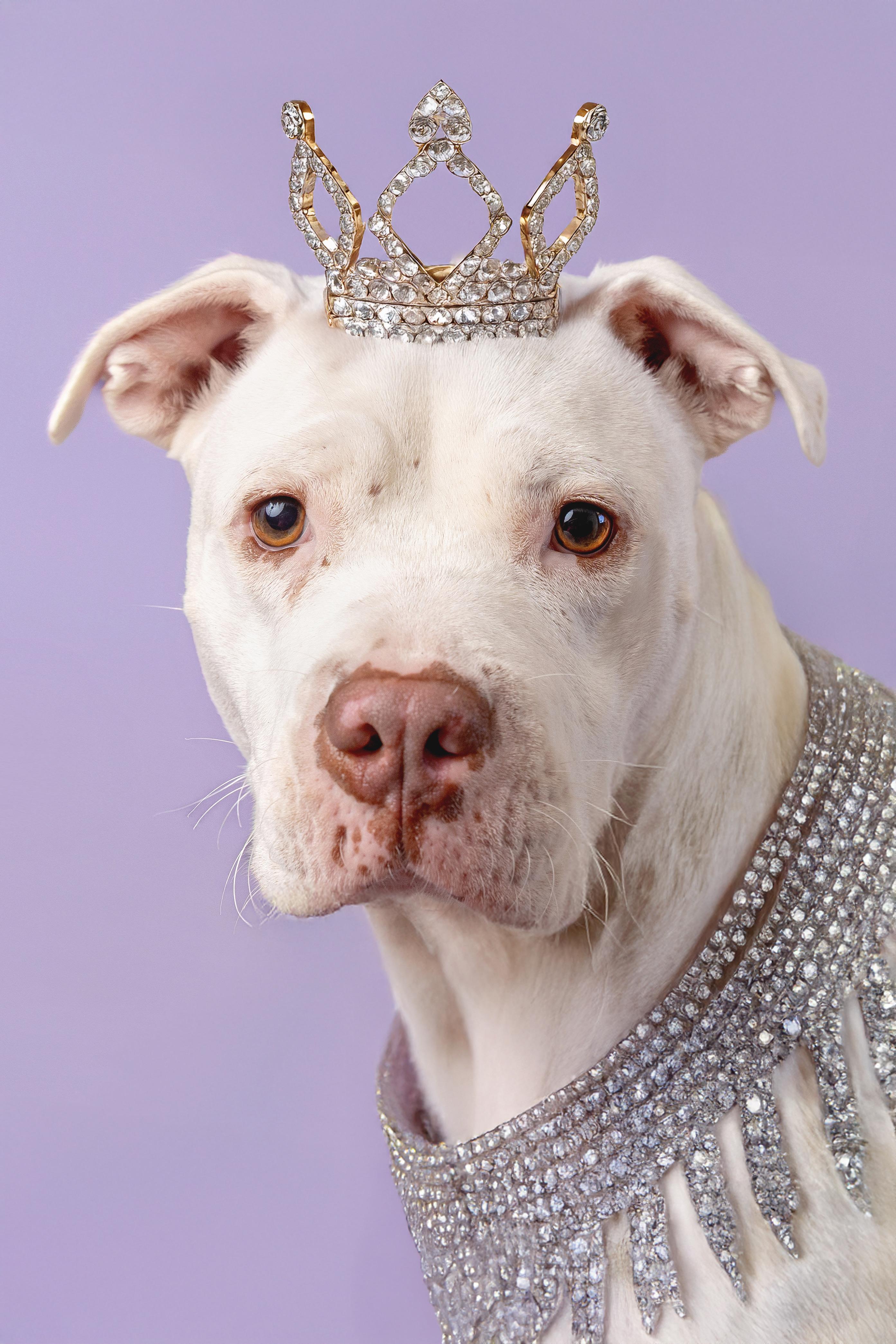 Bliss, a Adoptable mixed breed in Pawleys Island, SC image 2/5