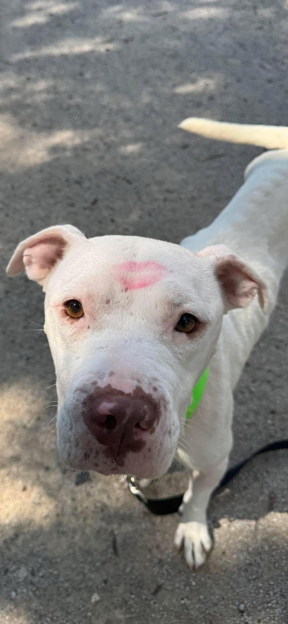 Bliss, a Adoptable mixed breed in Pawleys Island, SC image 5/5