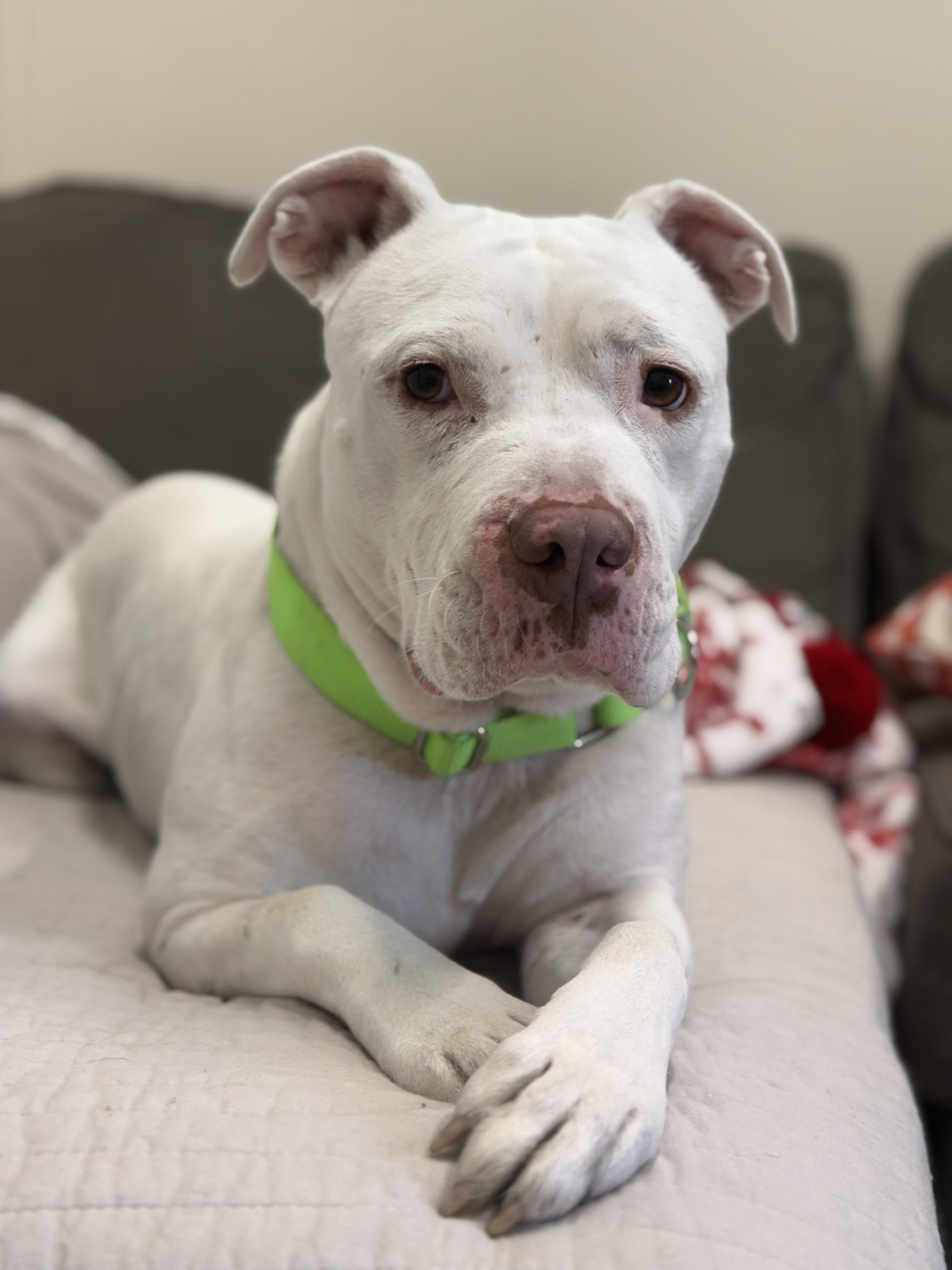 Bliss, Adoptable, Adult Female Pit Bull Terrier.