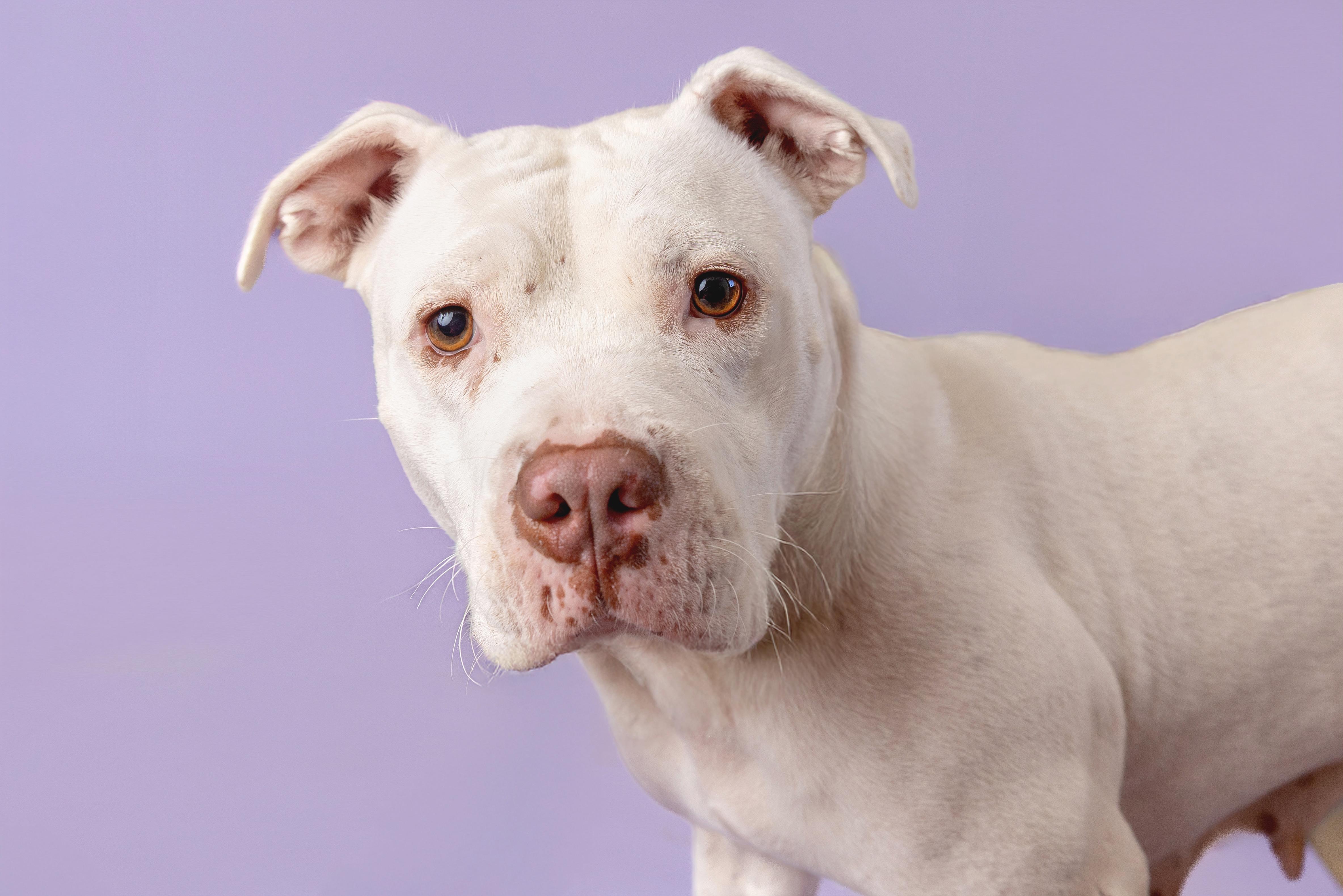 Bliss, a Adoptable mixed breed in Pawleys Island, SC image 4/5