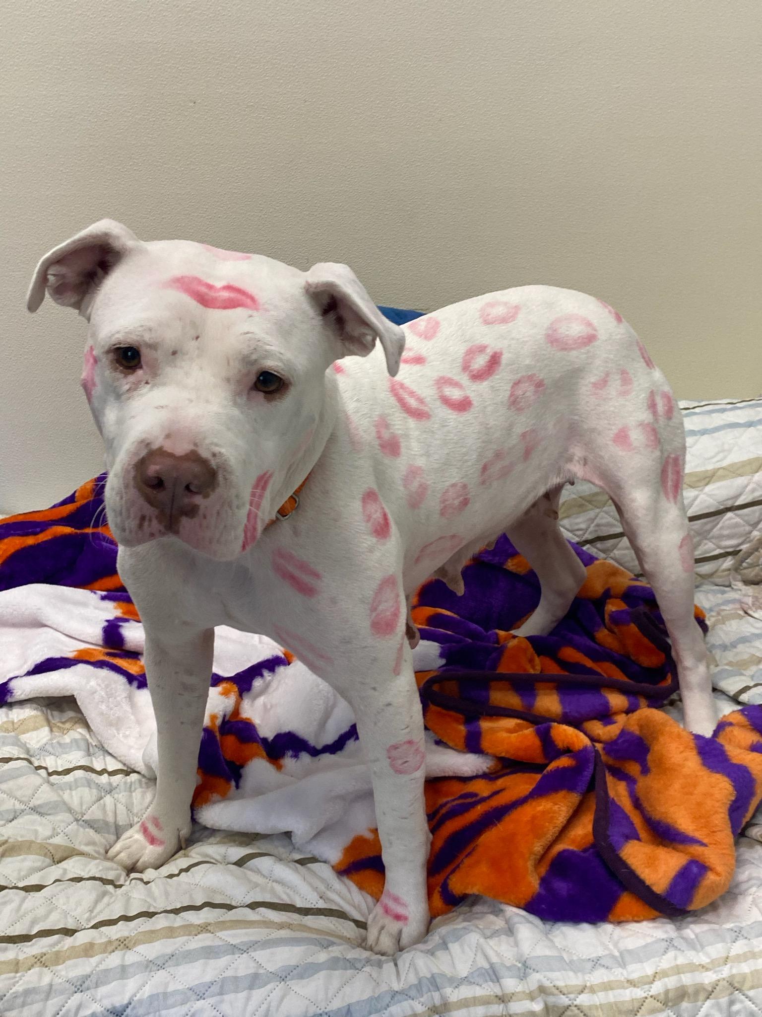 Bliss, a Adoptable mixed breed in Pawleys Island, SC image 1/5