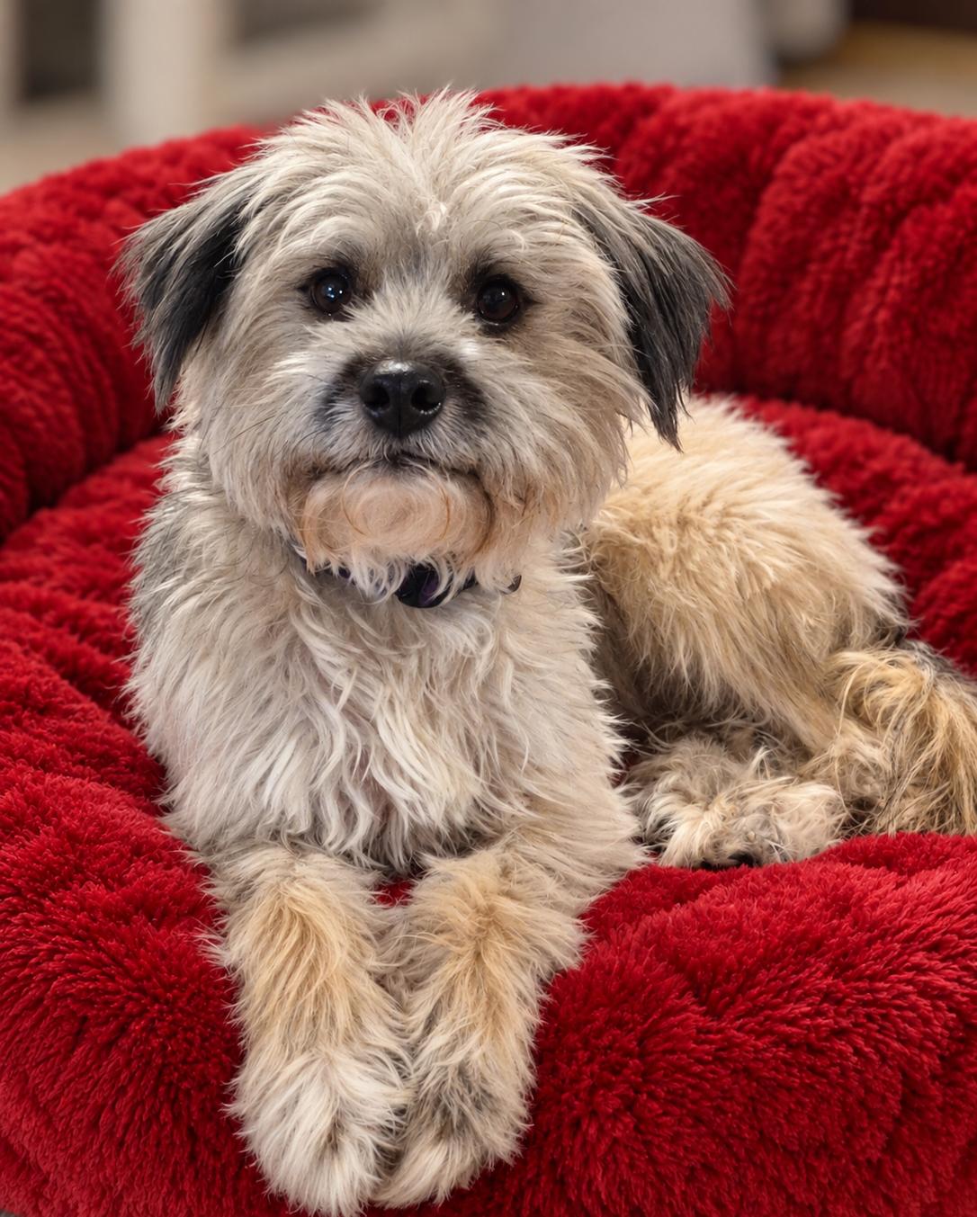 Carter, Adoptable, Young Male Border Terrier & Miniature Poodle.
