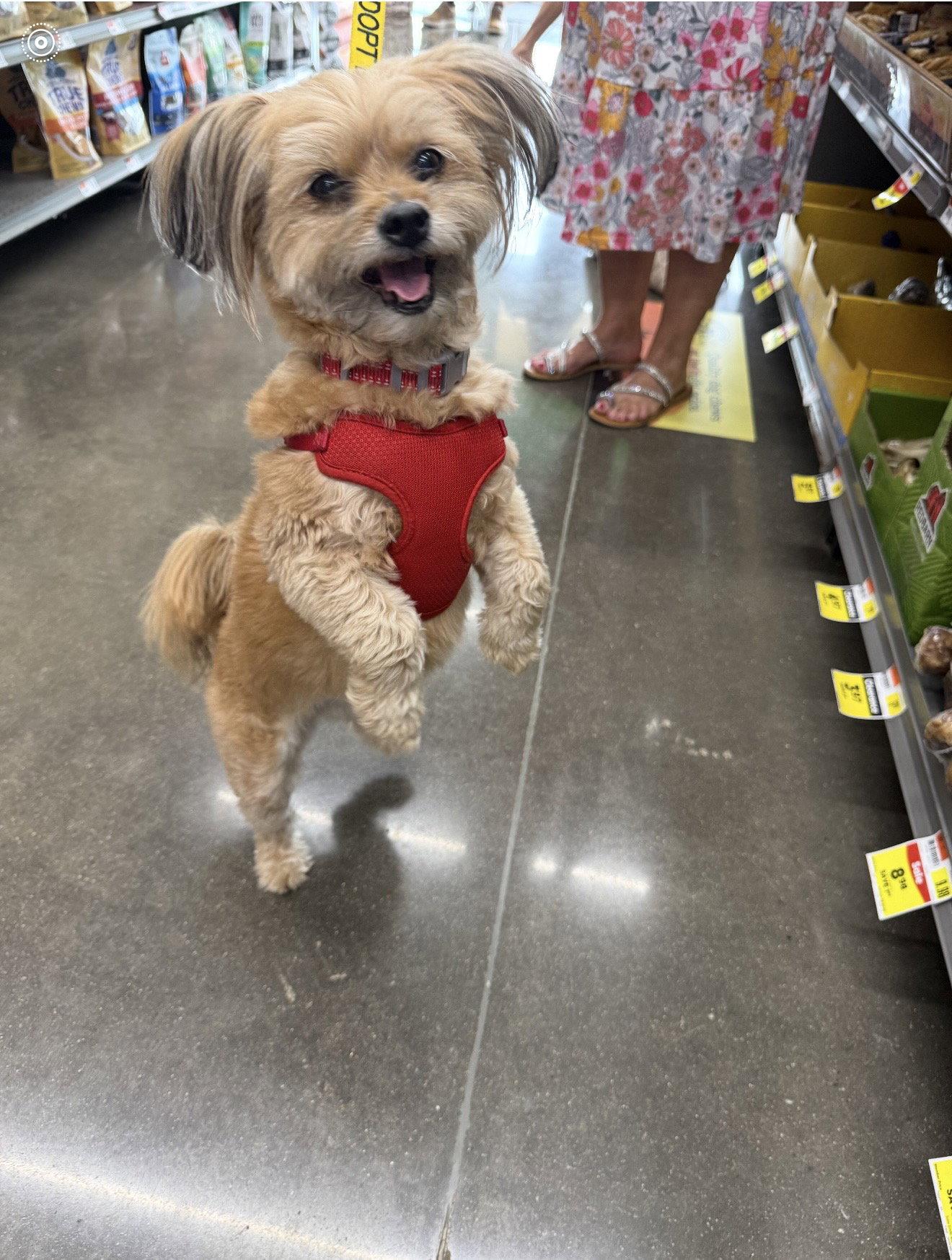 Mizzie, Adopted, Senior Female Shih Tzu.