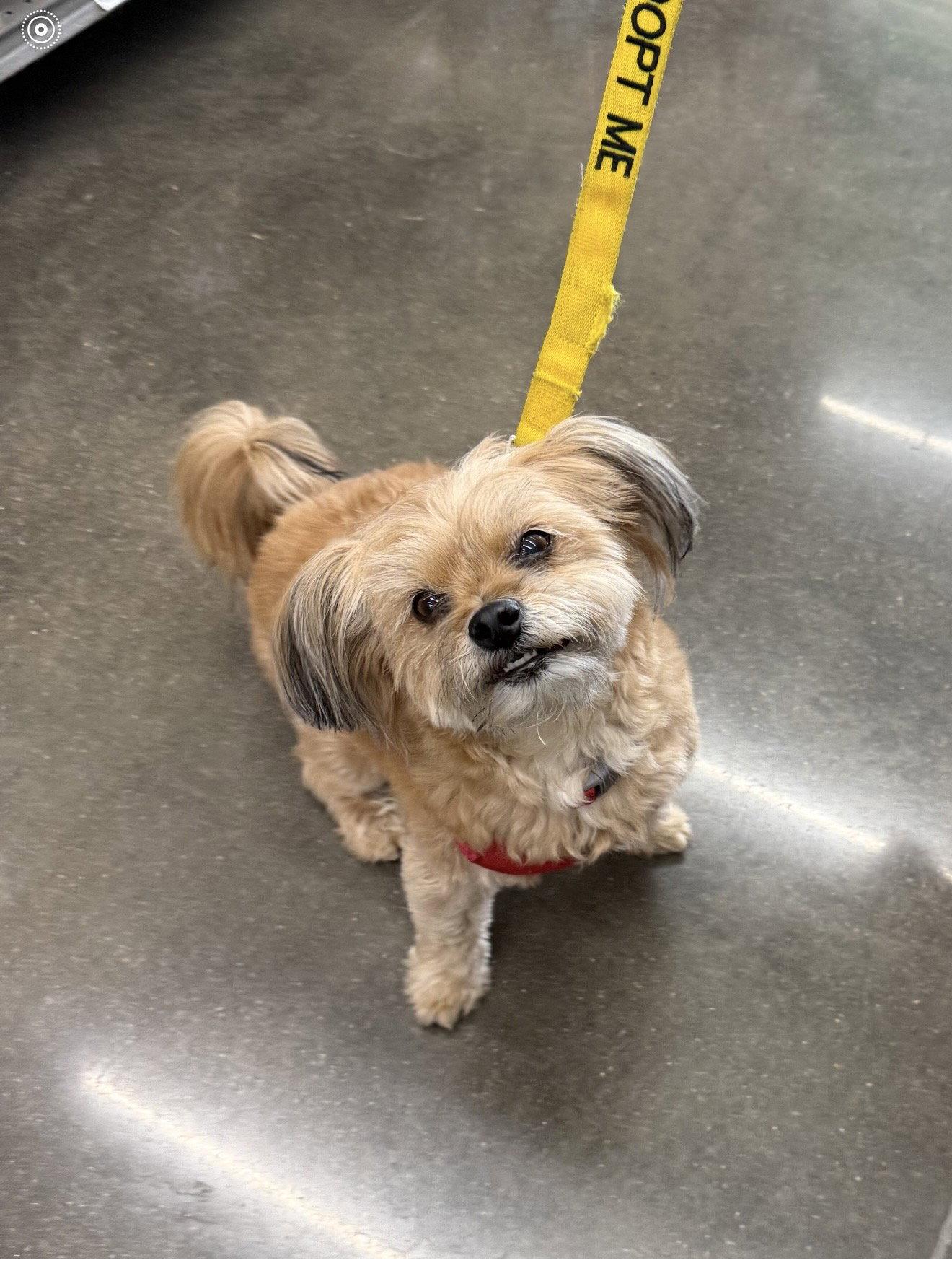 Enlarge Mizzie, a Adopted Shih Tzu in Euless, TX image 2/3