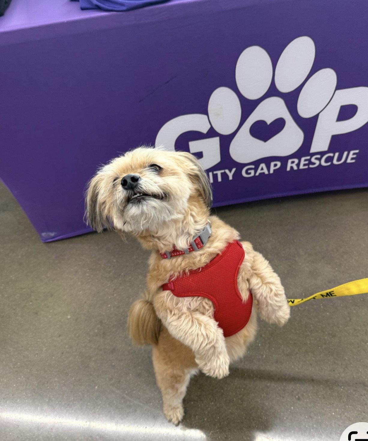 Enlarge Mizzie, a Adopted Shih Tzu in Euless, TX image 3/3