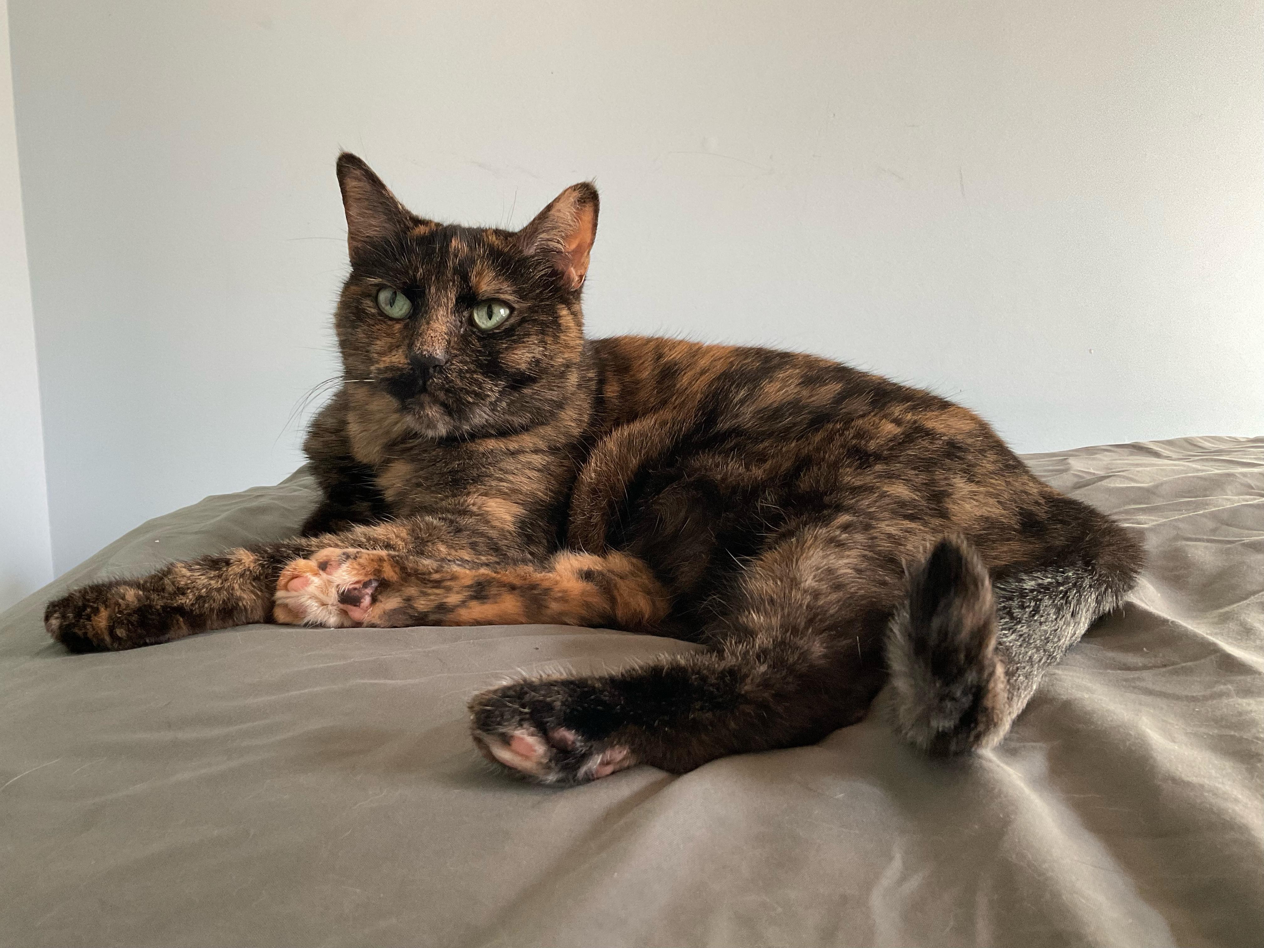 Enlarge Harper, a Adoptable Domestic Short Hair in Greenwood, IN image 1/6