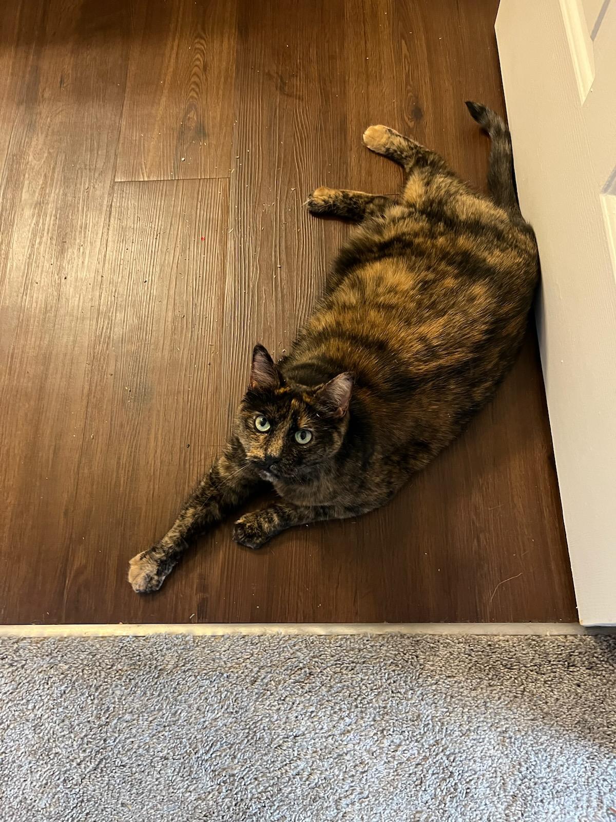 Enlarge Harper, a Adoptable Domestic Short Hair in Greenwood, IN image 2/6