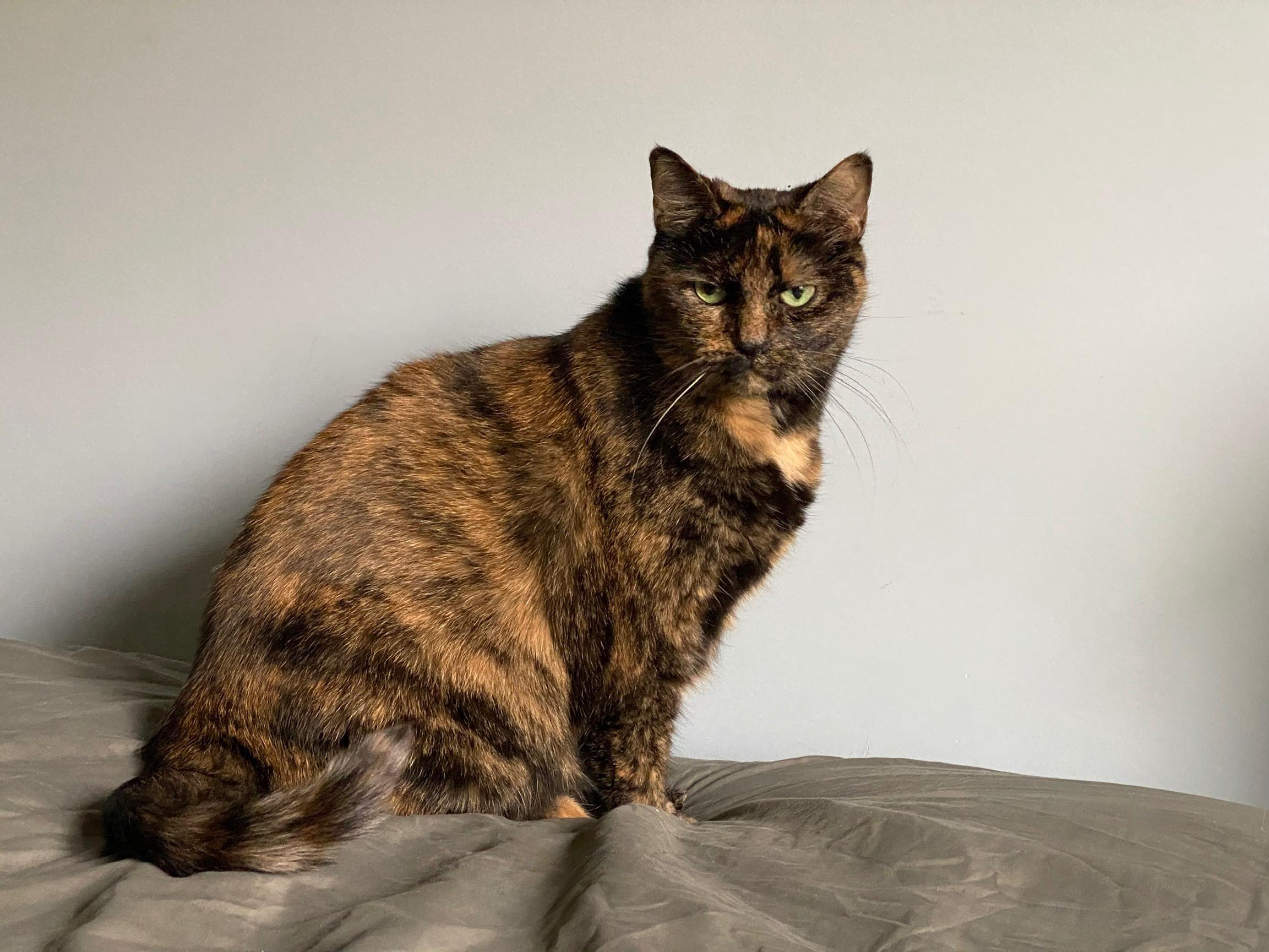 Enlarge Harper, a Adoptable Domestic Short Hair in Greenwood, IN image 3/6