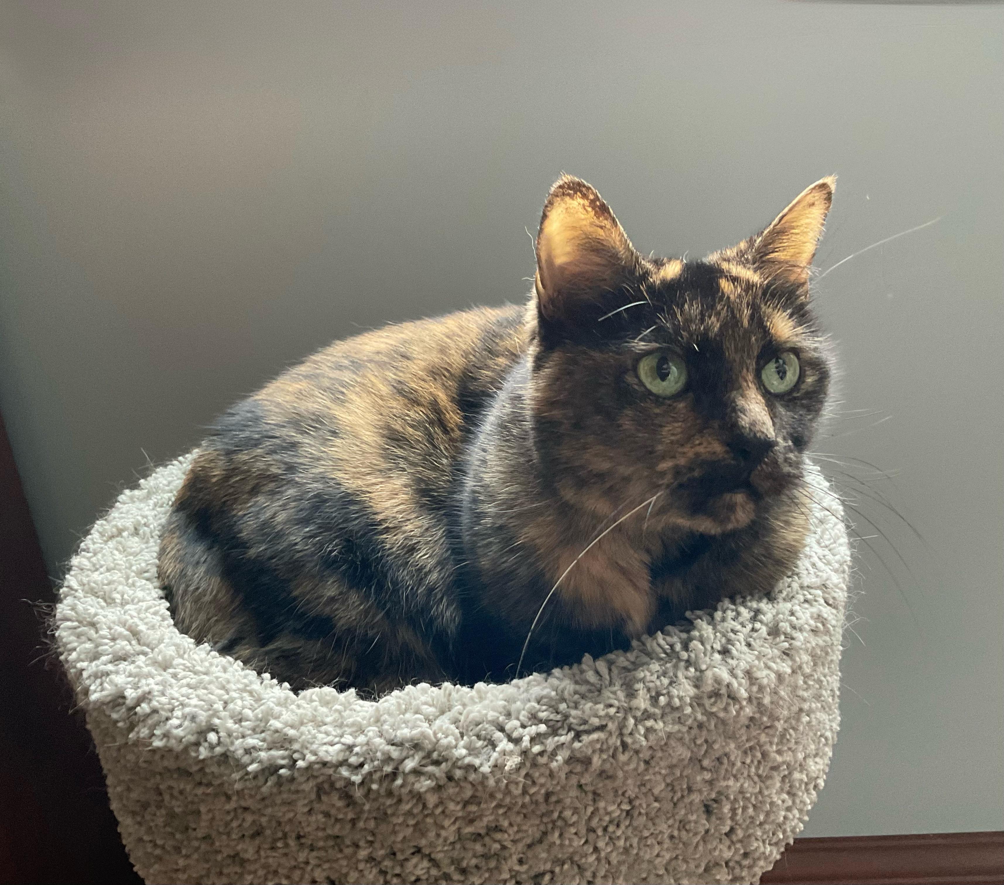 Enlarge Harper, a Adoptable Domestic Short Hair in Greenwood, IN image 4/6