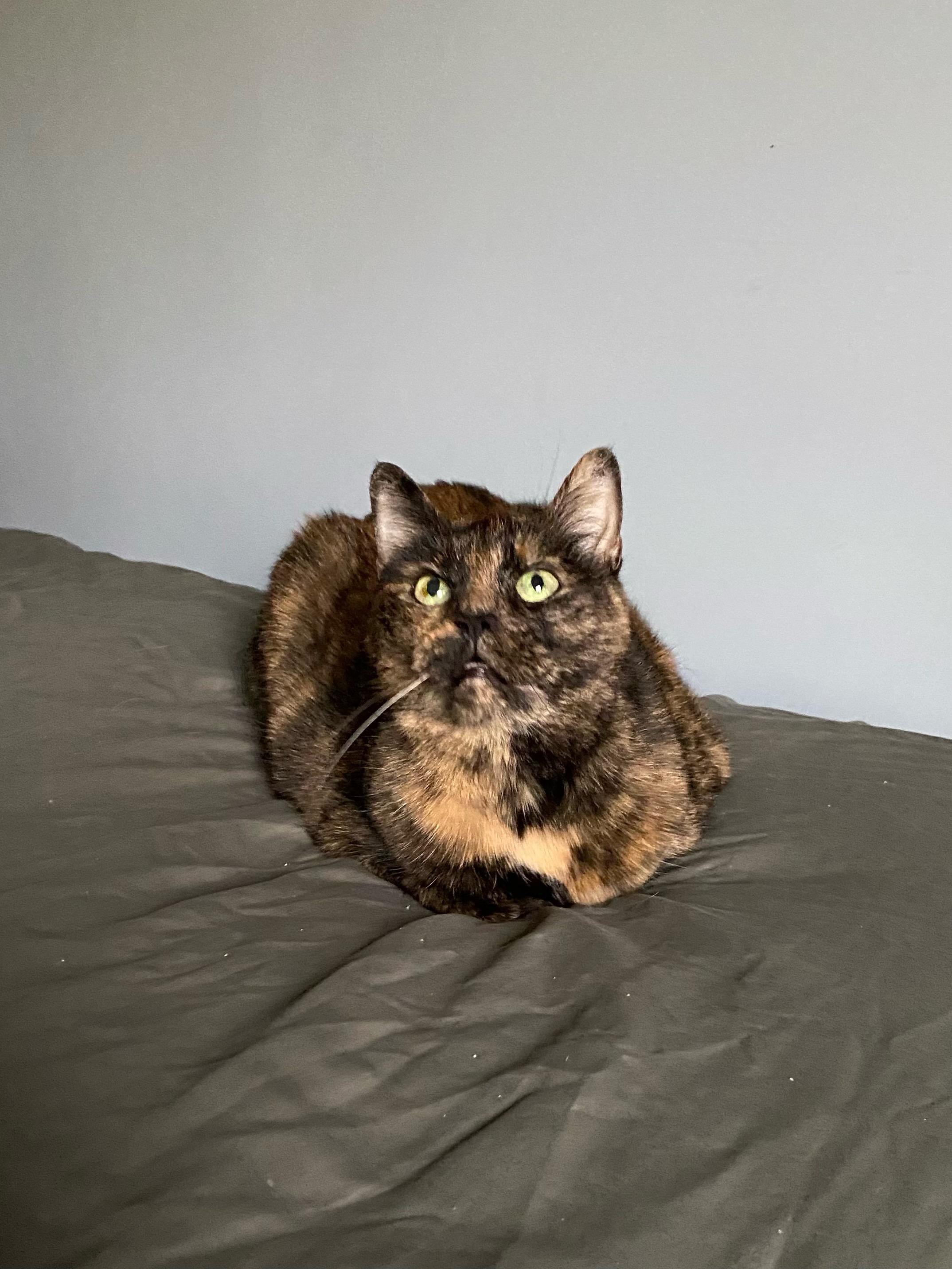 Enlarge Harper, a Adoptable Domestic Short Hair in Greenwood, IN image 5/6