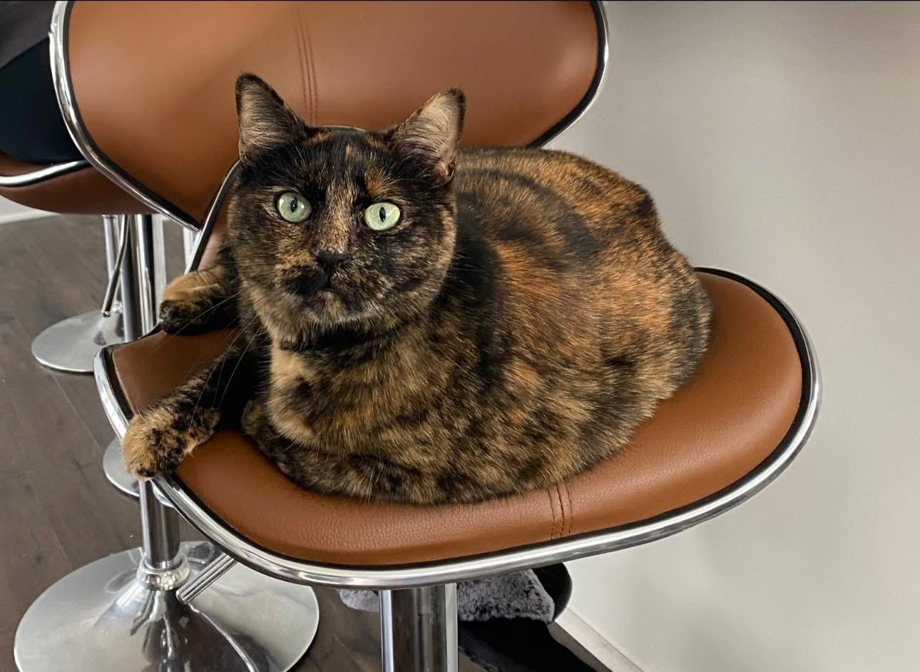 Harper, Adoptable, Adult Female Domestic Short Hair.