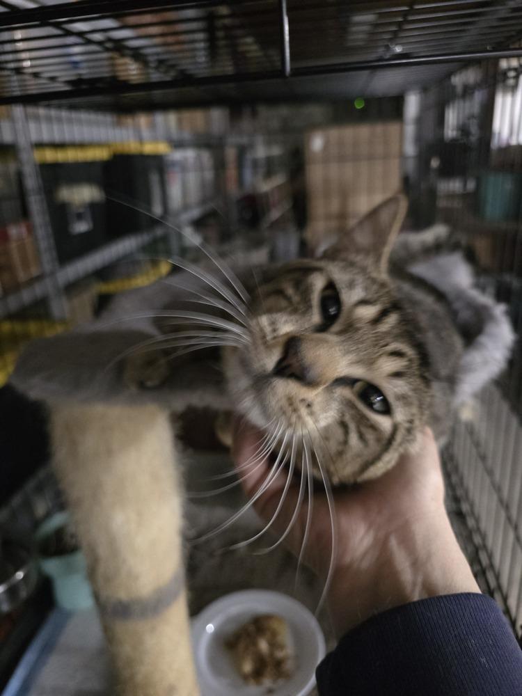 Mr. Jones, Adoptable, Young Male Domestic Short Hair.