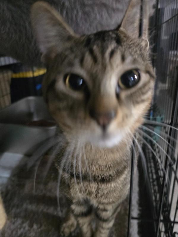 Enlarge Mr. Jones, a Adoptable Domestic Short Hair in Pittstown, NJ image 2/2