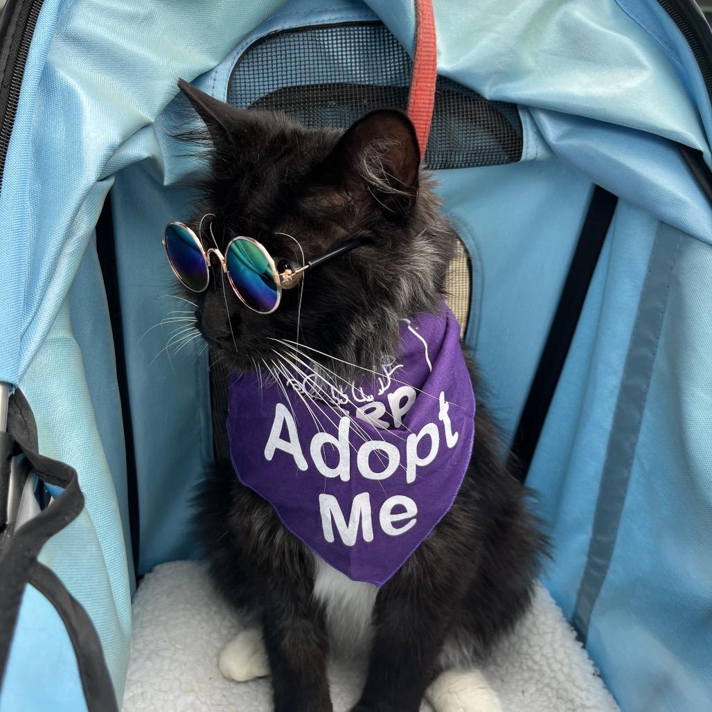 Enlarge Dr. Pepper, a Adoptable Domestic Long Hair in Pacific Grove, CA image 1/6