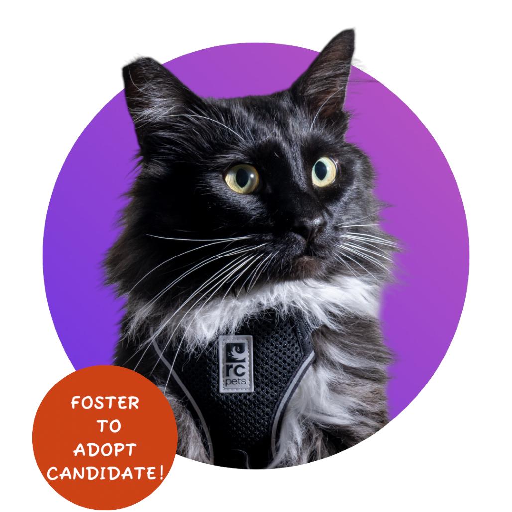 Enlarge Dr. Pepper, a Adoptable Domestic Long Hair in Pacific Grove, CA image 2/6