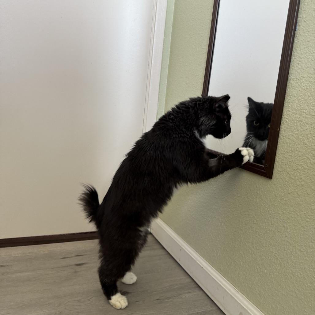 Enlarge Dr. Pepper, a Adoptable Domestic Long Hair in Pacific Grove, CA image 3/6