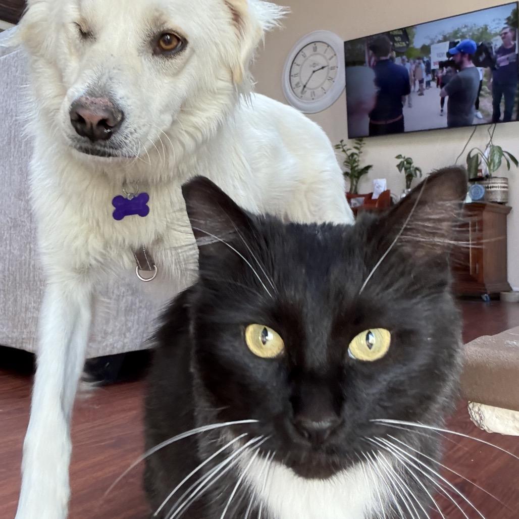 Enlarge Dr. Pepper, a Adoptable Domestic Long Hair in Pacific Grove, CA image 4/6