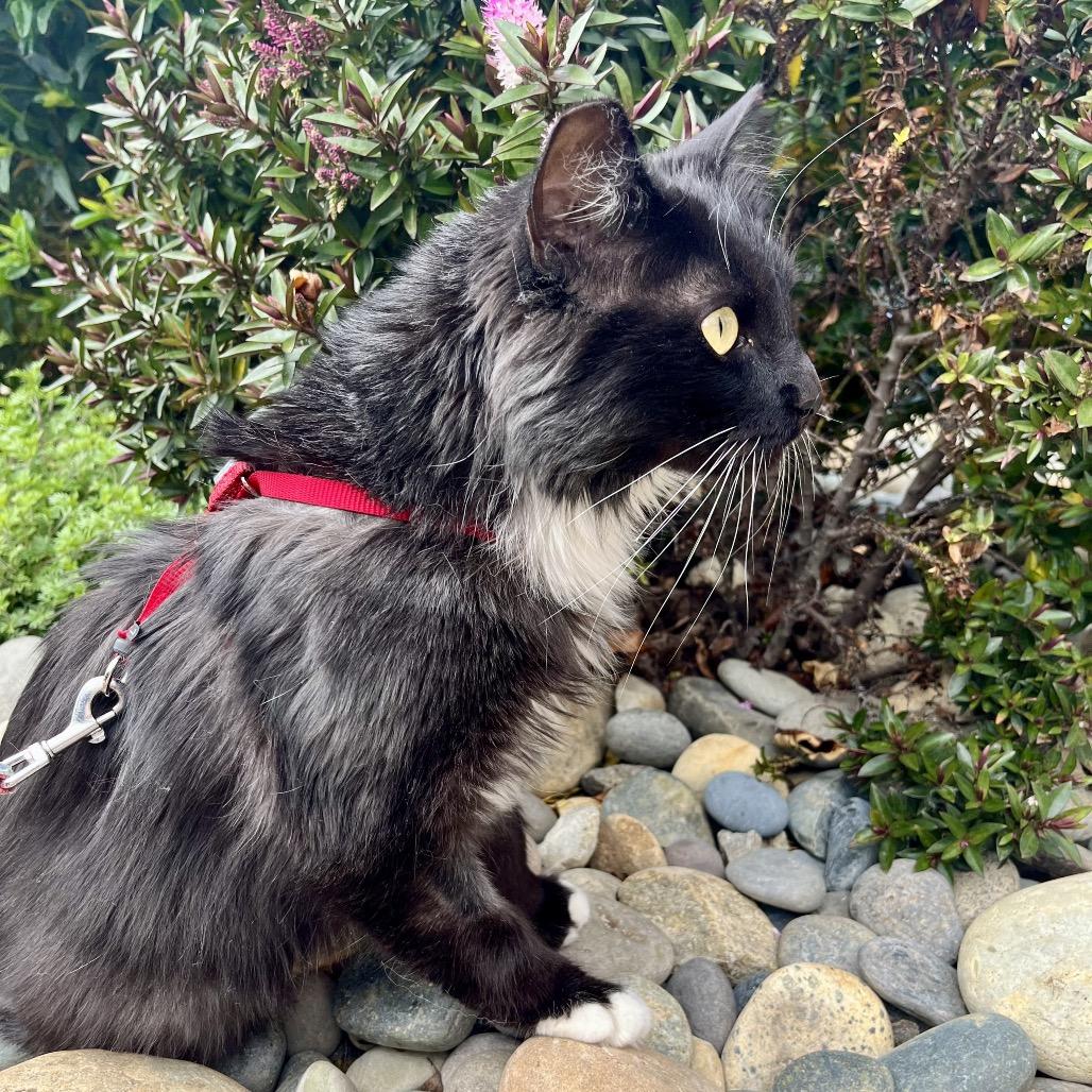 Enlarge Dr. Pepper, a Adoptable Domestic Long Hair in Pacific Grove, CA image 5/6