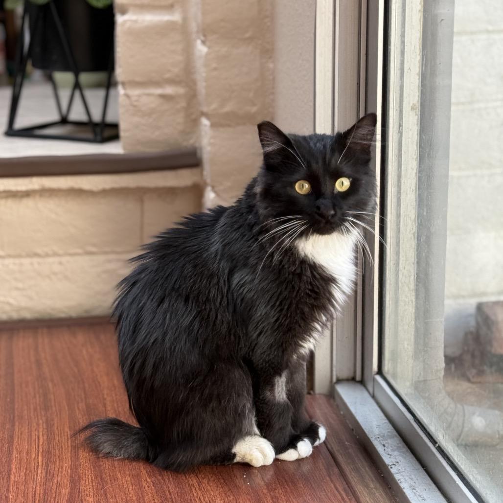 Enlarge Dr. Pepper, a Adoptable Domestic Long Hair in Pacific Grove, CA image 6/6