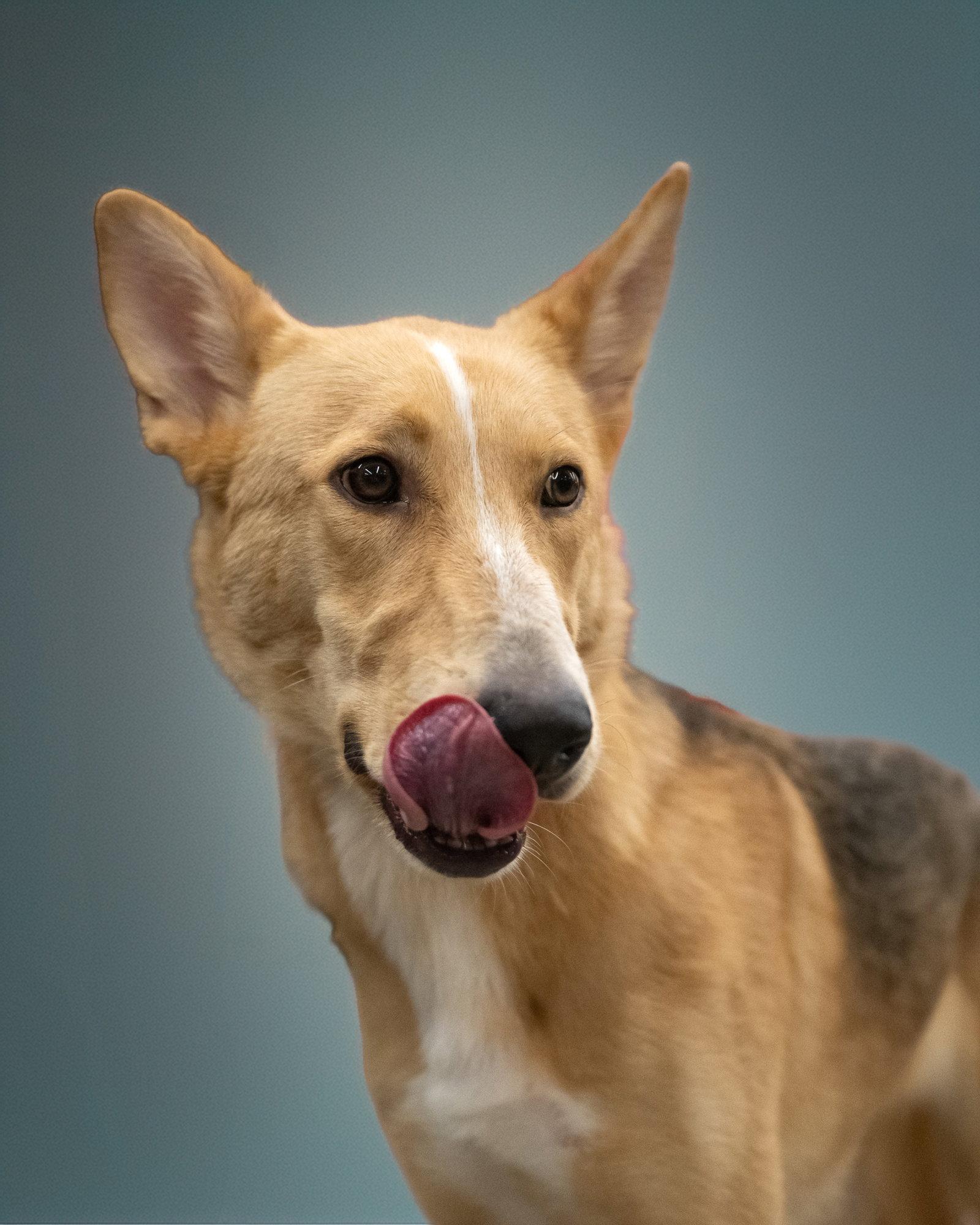 WYLIE, Adoptable, Young Male Collie.