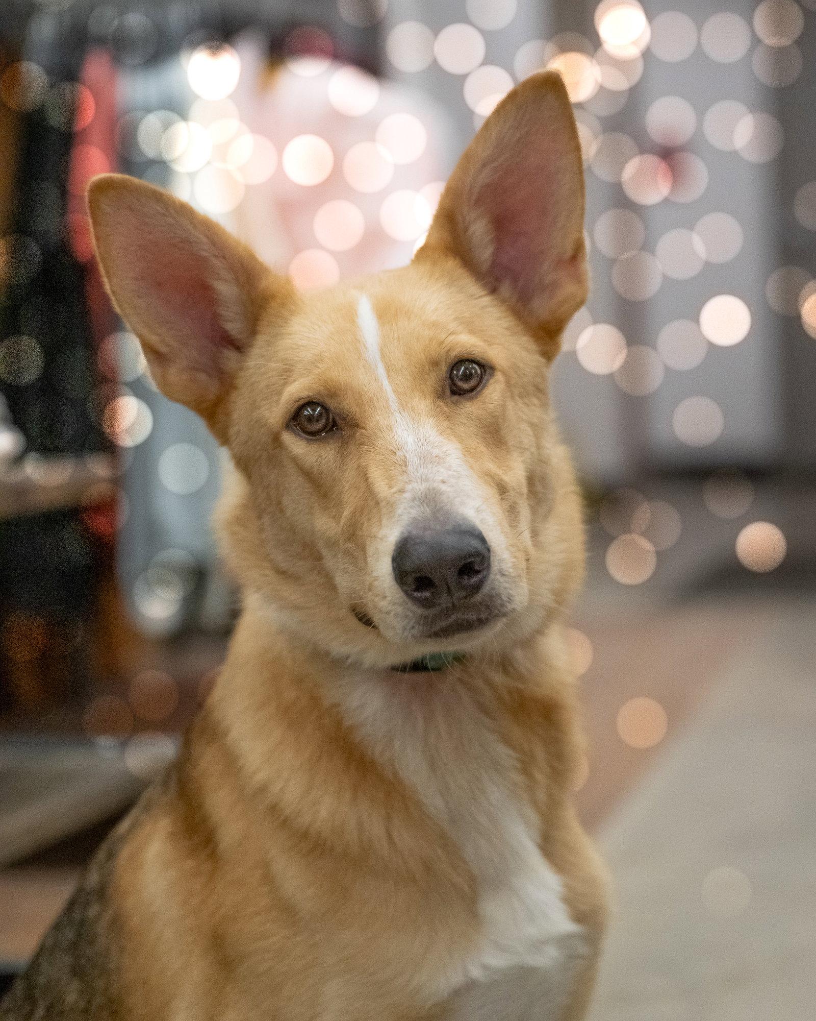 Enlarge WYLIE, a Adoptable Collie in Holbrook, NY image 2/3