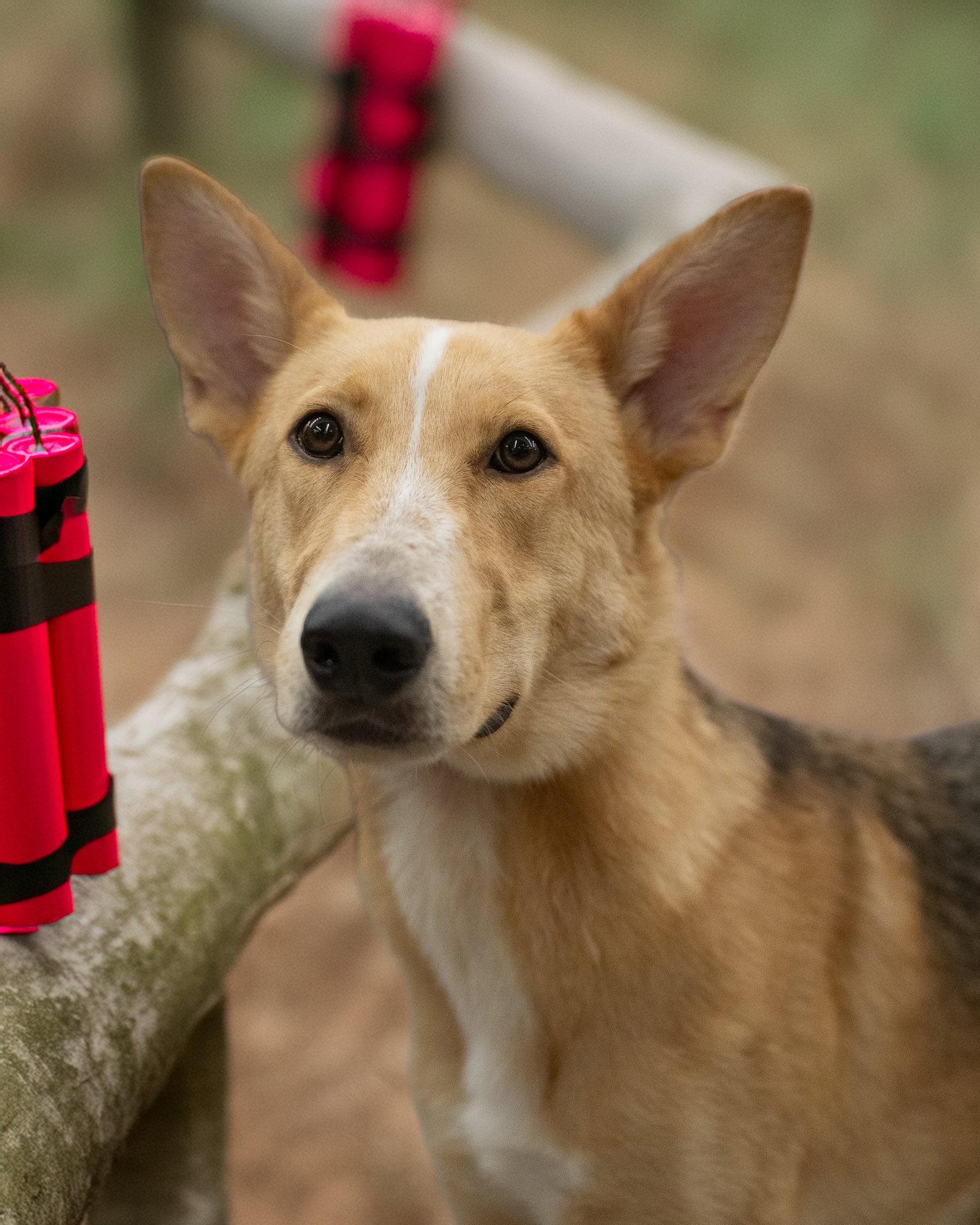 Enlarge WYLIE, a Adoptable Collie in Holbrook, NY image 3/3