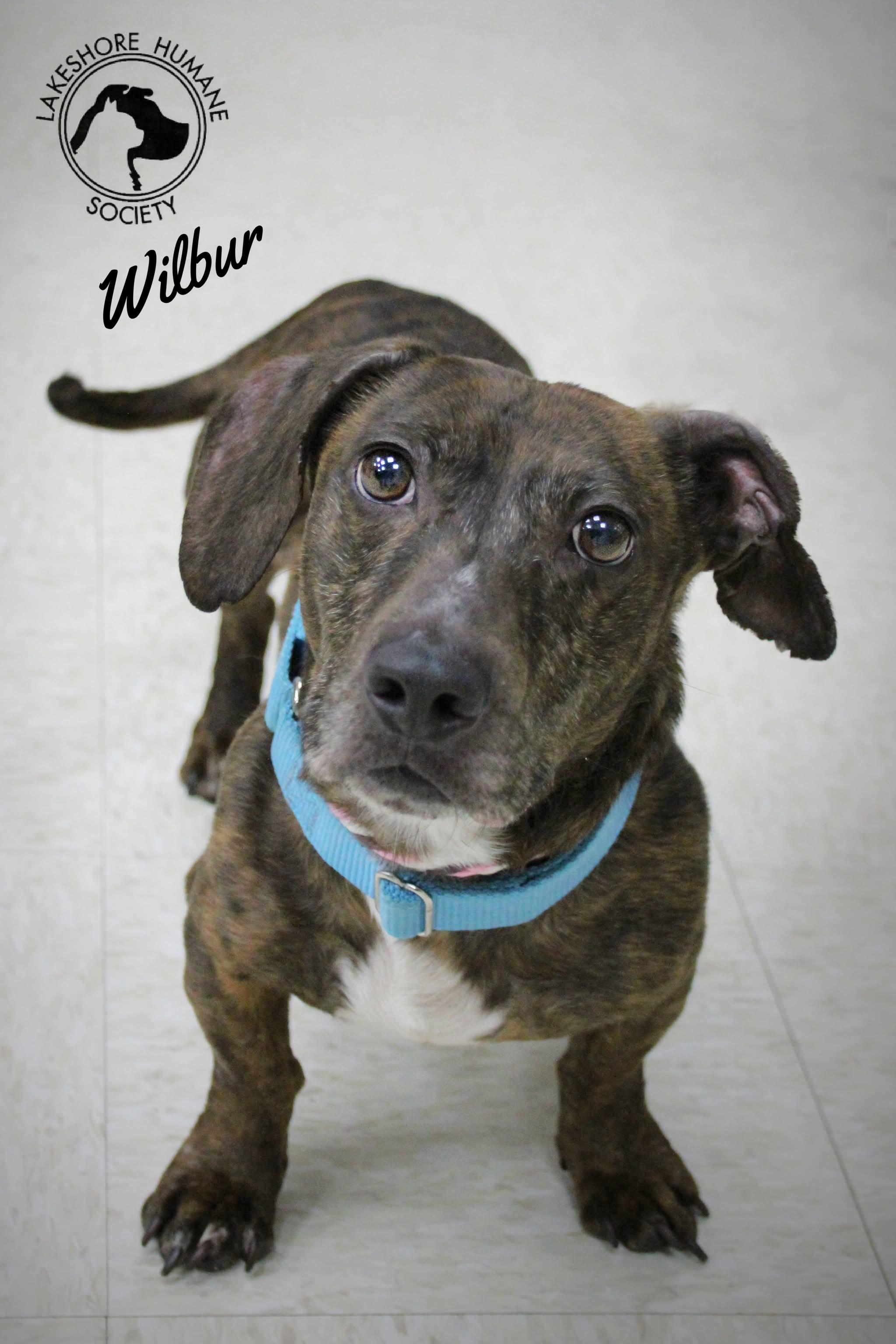 Enlarge Wilbur, an adopted mixed breed in Dunkirk, NY image 1/1