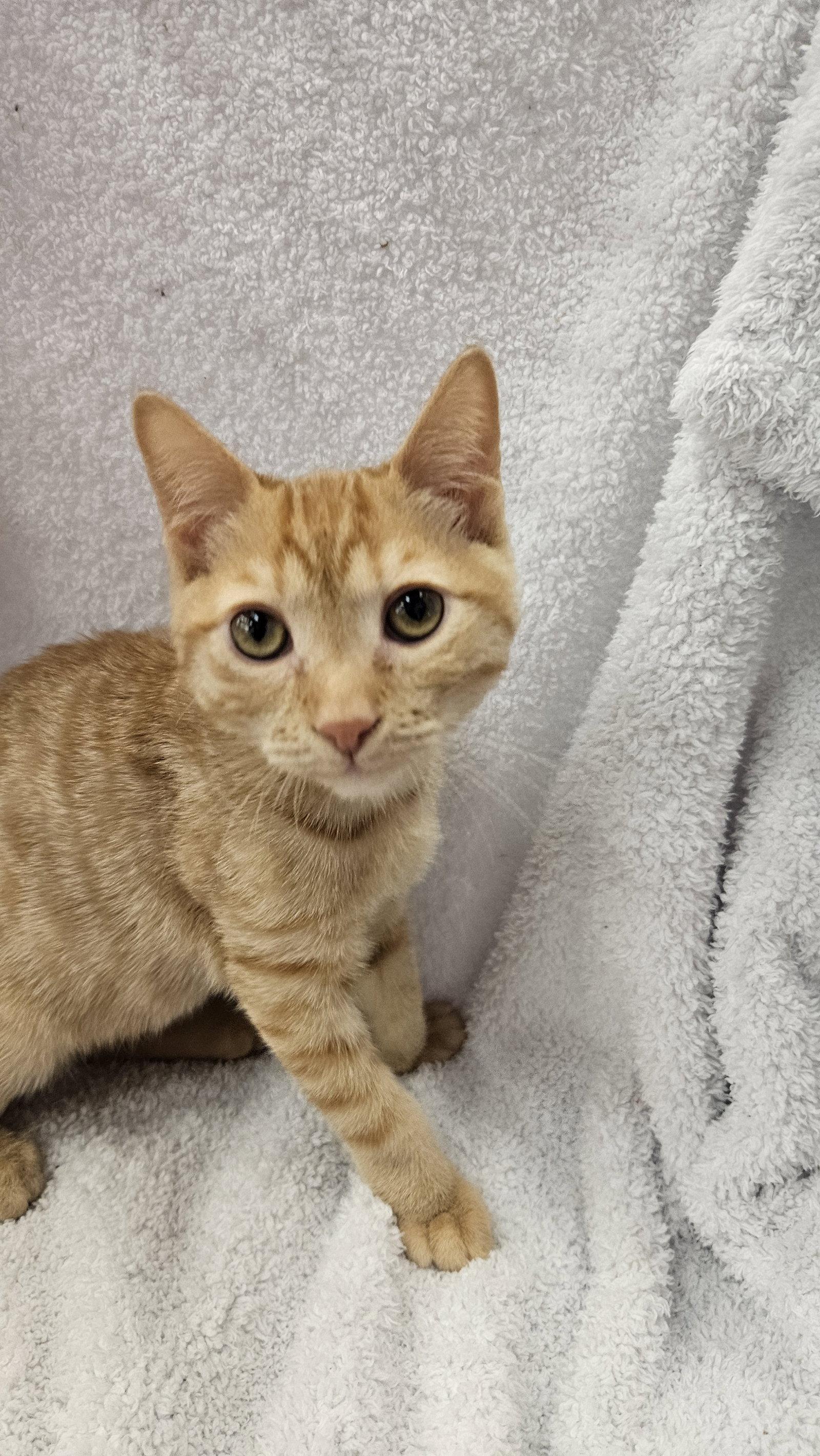 Enlarge Blaze, a Adoptable Domestic Short Hair in Antioch, CA image 1/2