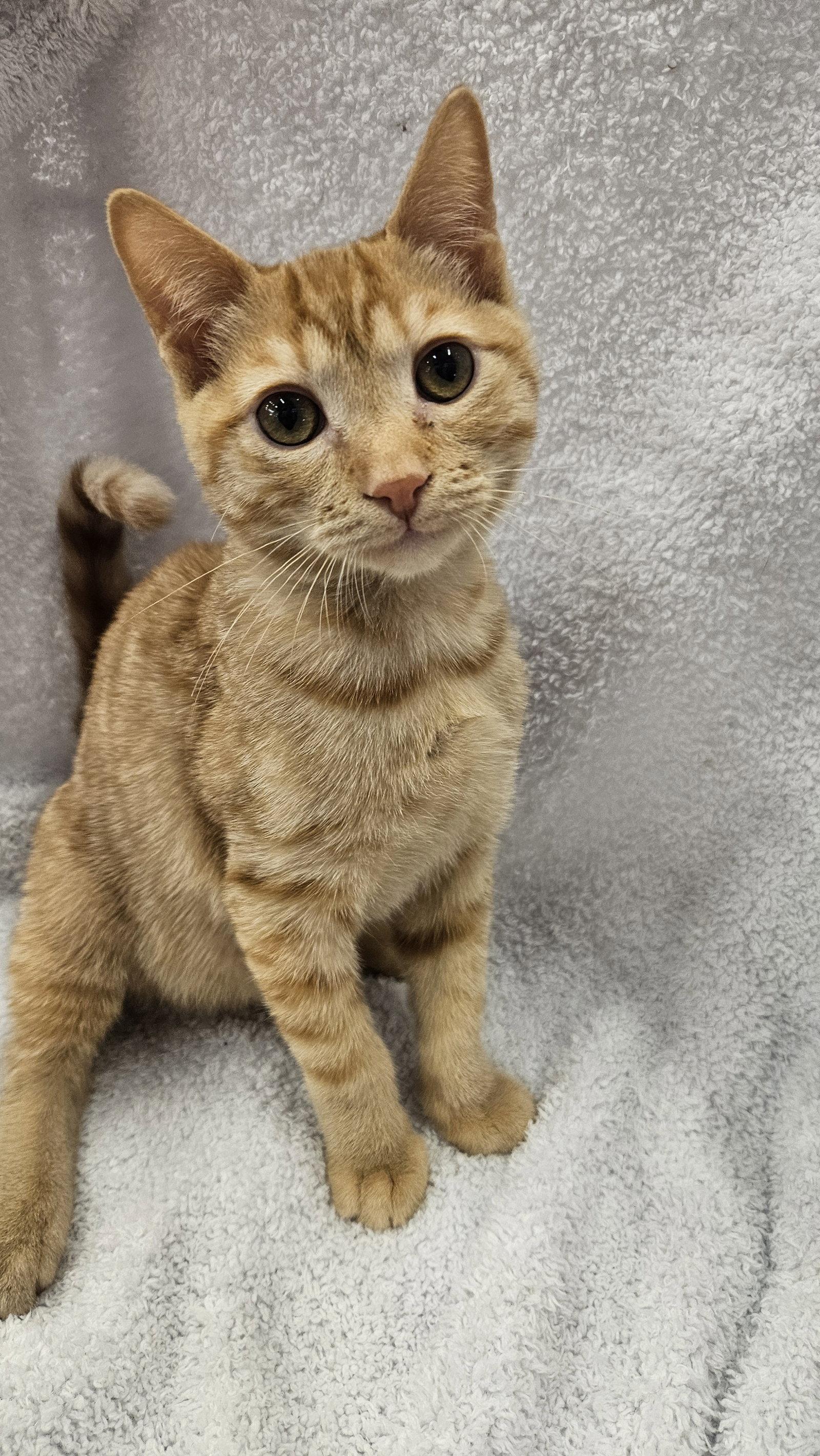 Enlarge Blaze, a Adoptable Domestic Short Hair in Antioch, CA image 2/2