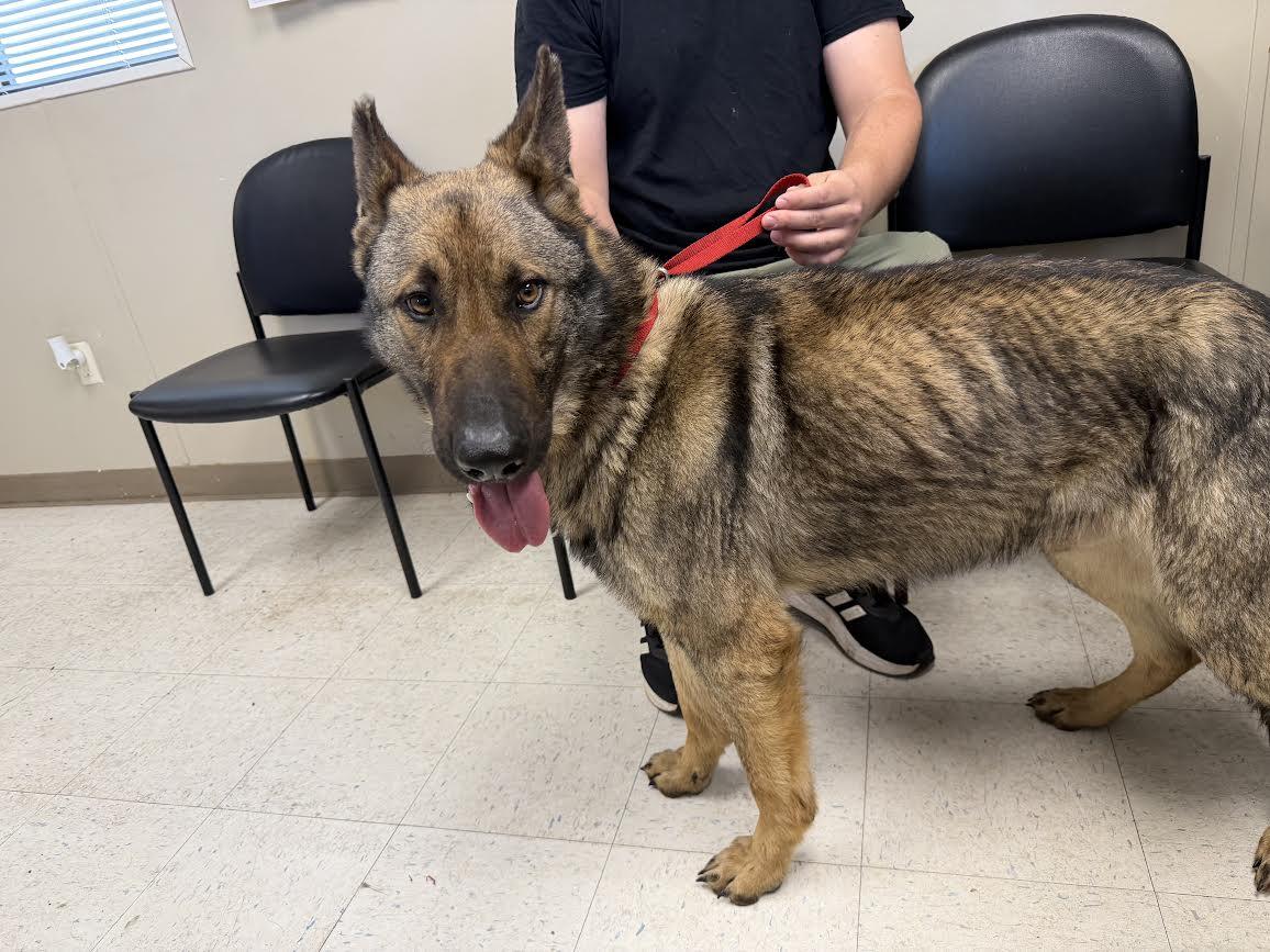 Oso, ADOPTABLE, Adult Male German Shepherd Dog.