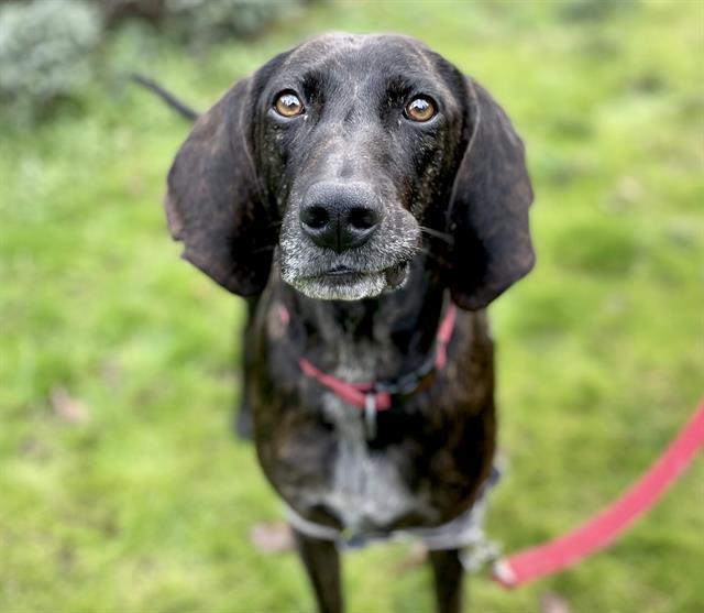 PATTY, Adoptable, Adult Female Plott Hound & Mixed Breed.