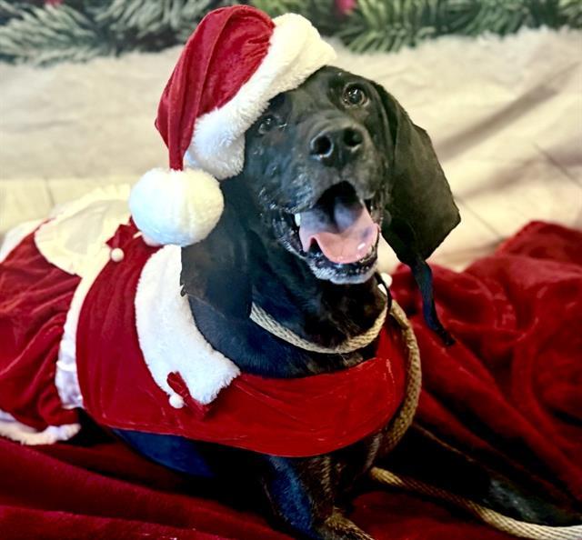 PATTY, Adoptable, Adult Female Plott Hound & Mixed Breed.