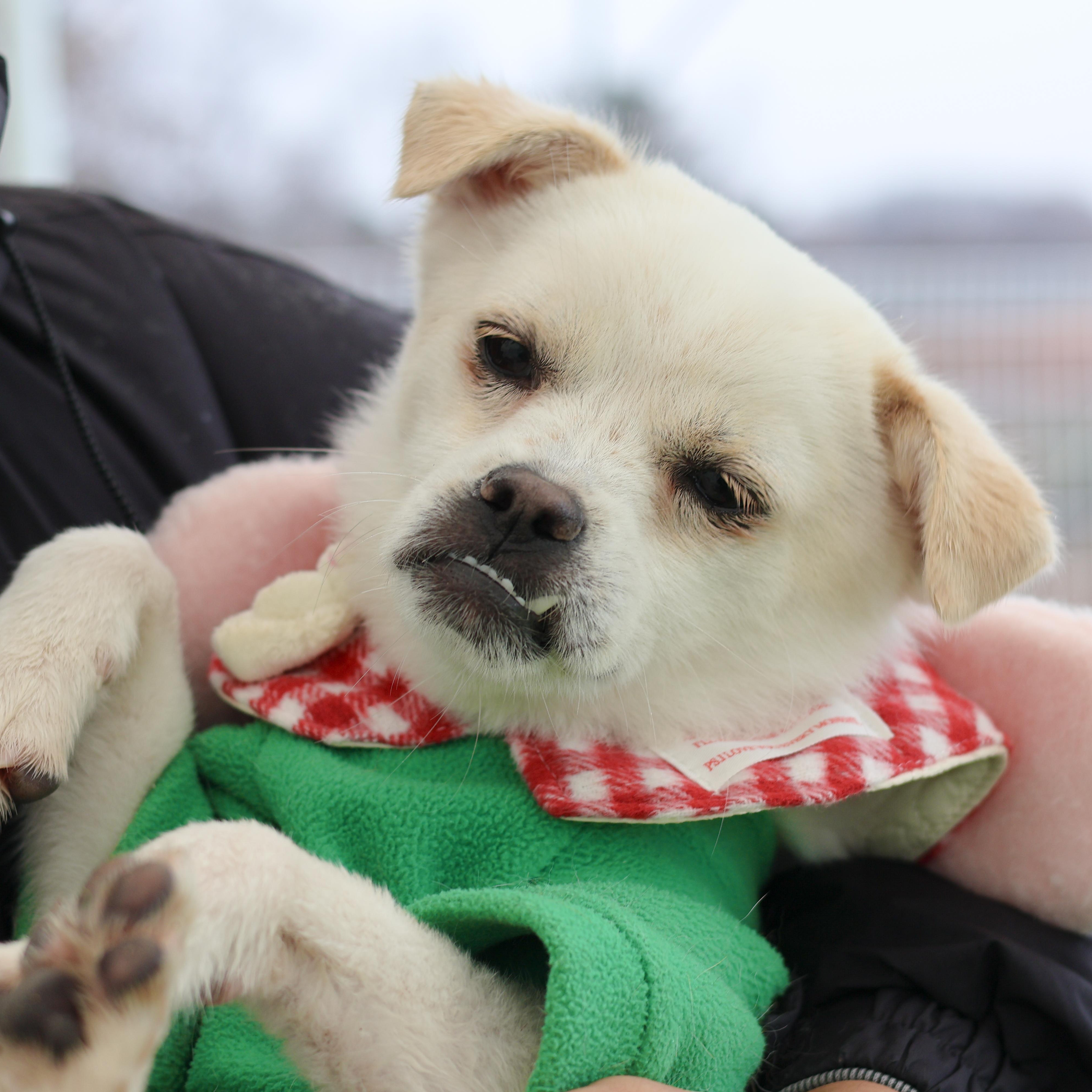 Enlarge Nini, a Adoptable mixed breed in Astoria, NY image 2/6