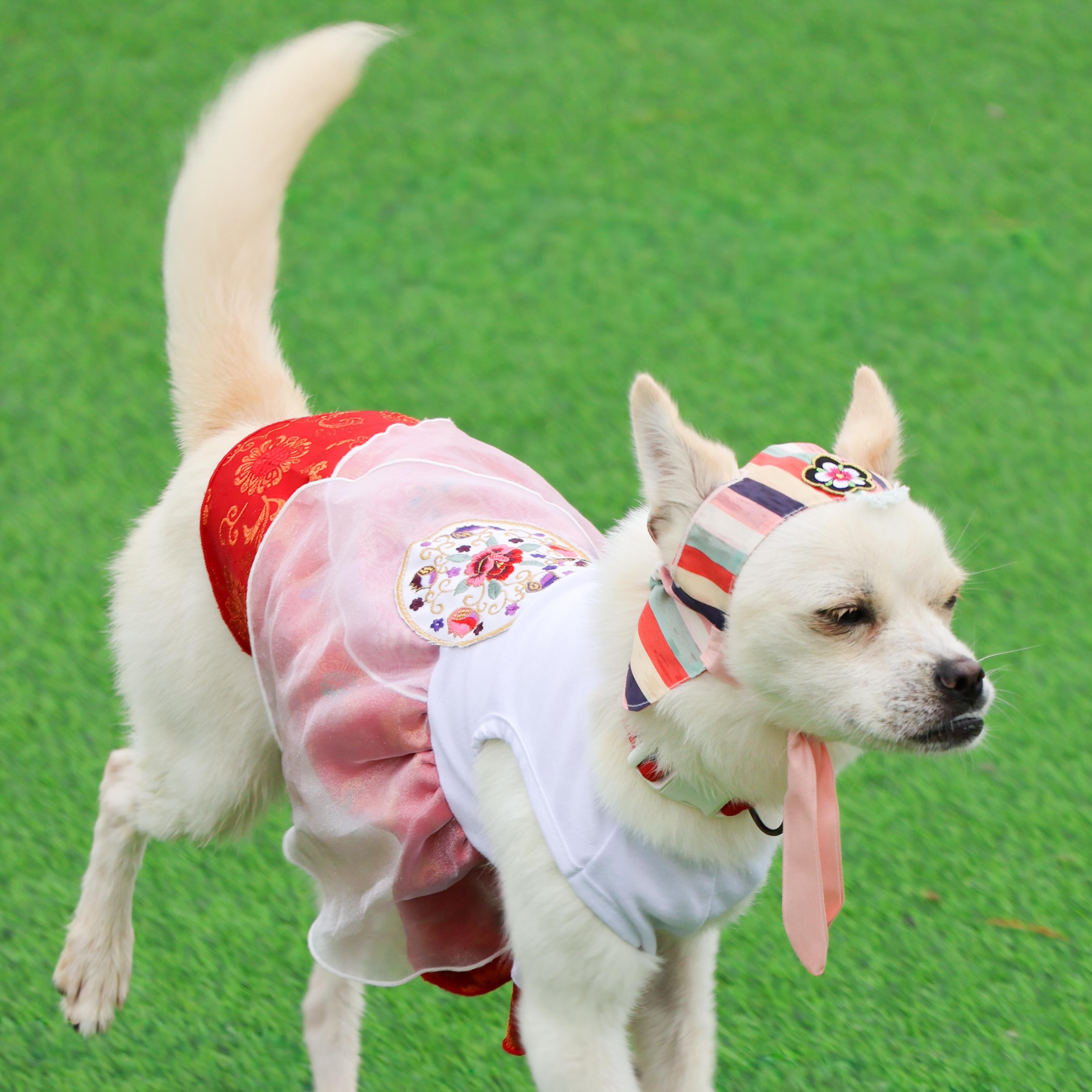 Enlarge Nini, a Adoptable mixed breed in Astoria, NY image 3/6