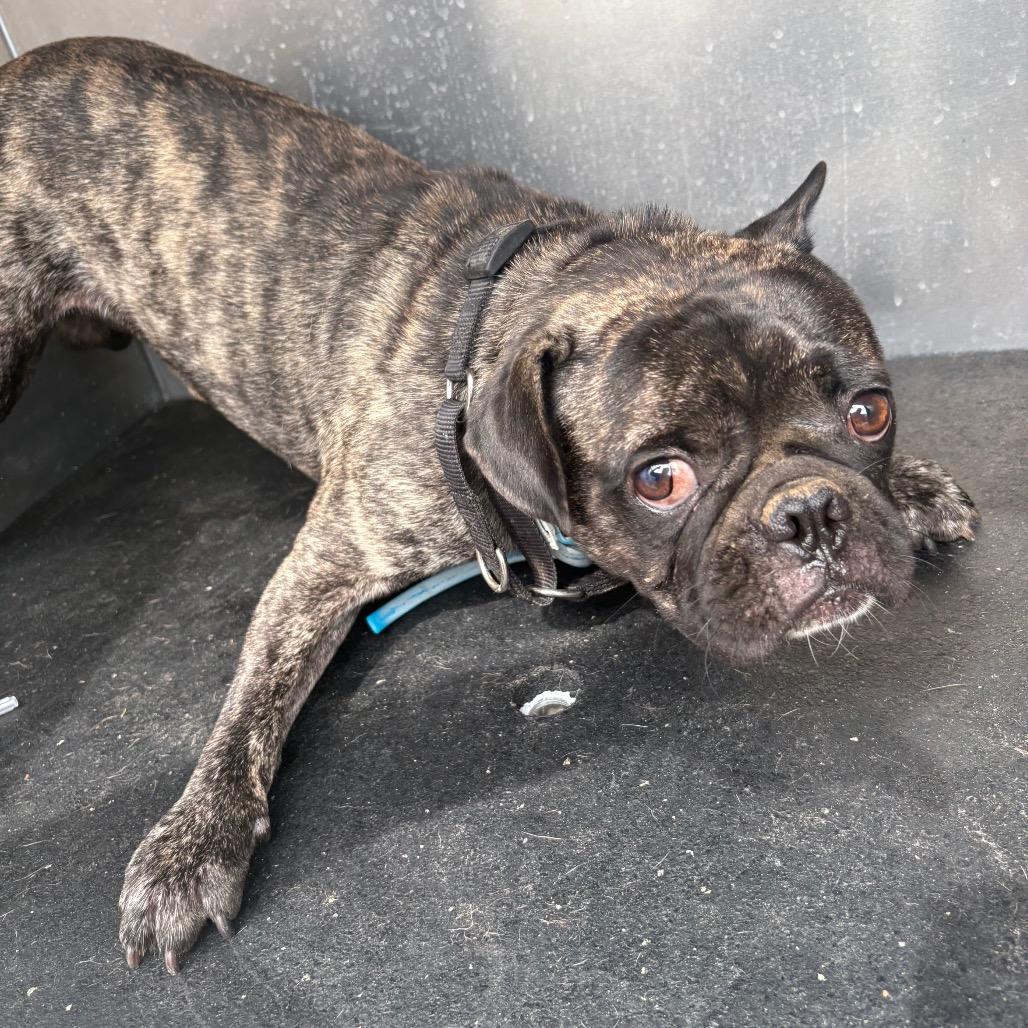 Crash, Adoptable, Adult Male Pug & Mixed Breed.