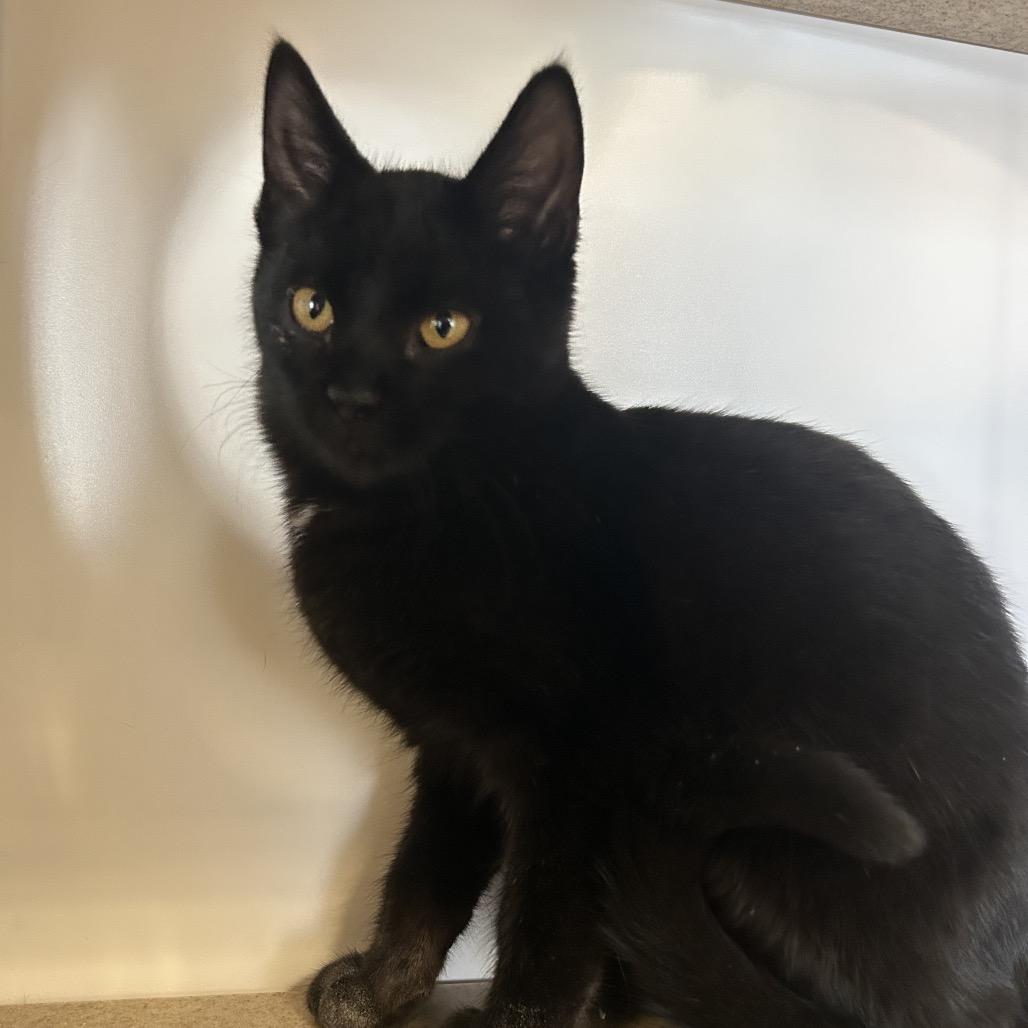 Pop, Adoptable, Kitten Male Domestic Short Hair.