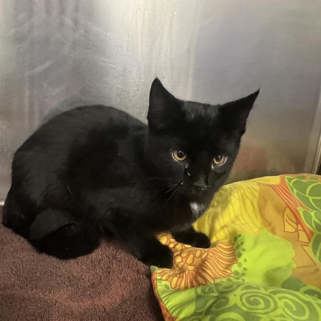 Pop, Adoptable, Kitten Male Domestic Short Hair.