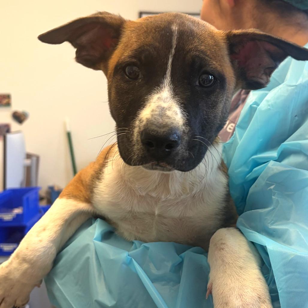 Molson, Adoptable, Puppy Male Belgian Shepherd / Malinois & Pit Bull Terrier.