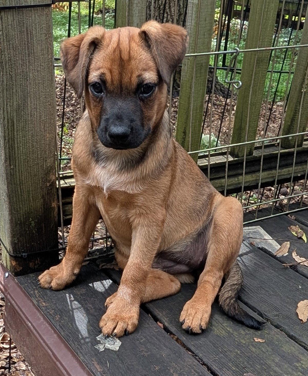 Enlarge Mae, a Adoptable mixed breed in West Des Moines, IA image 2/3