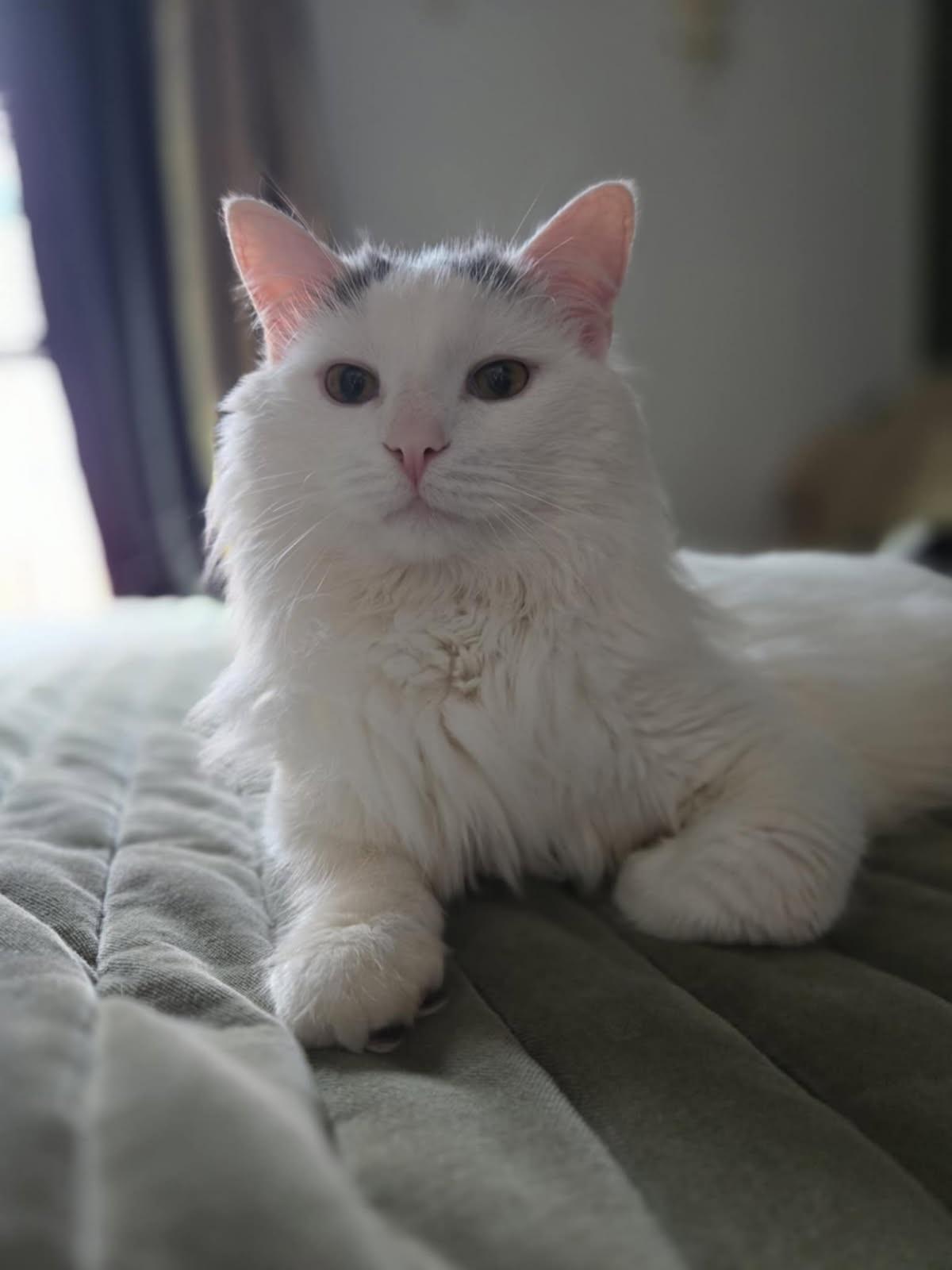 Angel