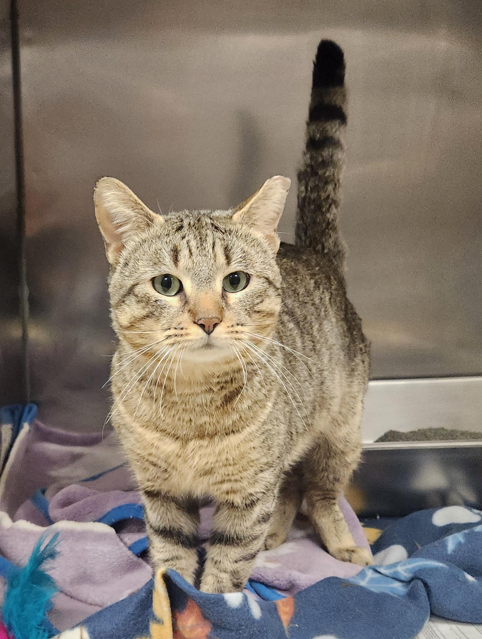 Enlarge Octavian , an adopted Domestic Short Hair in Clayton, NJ image 1/1