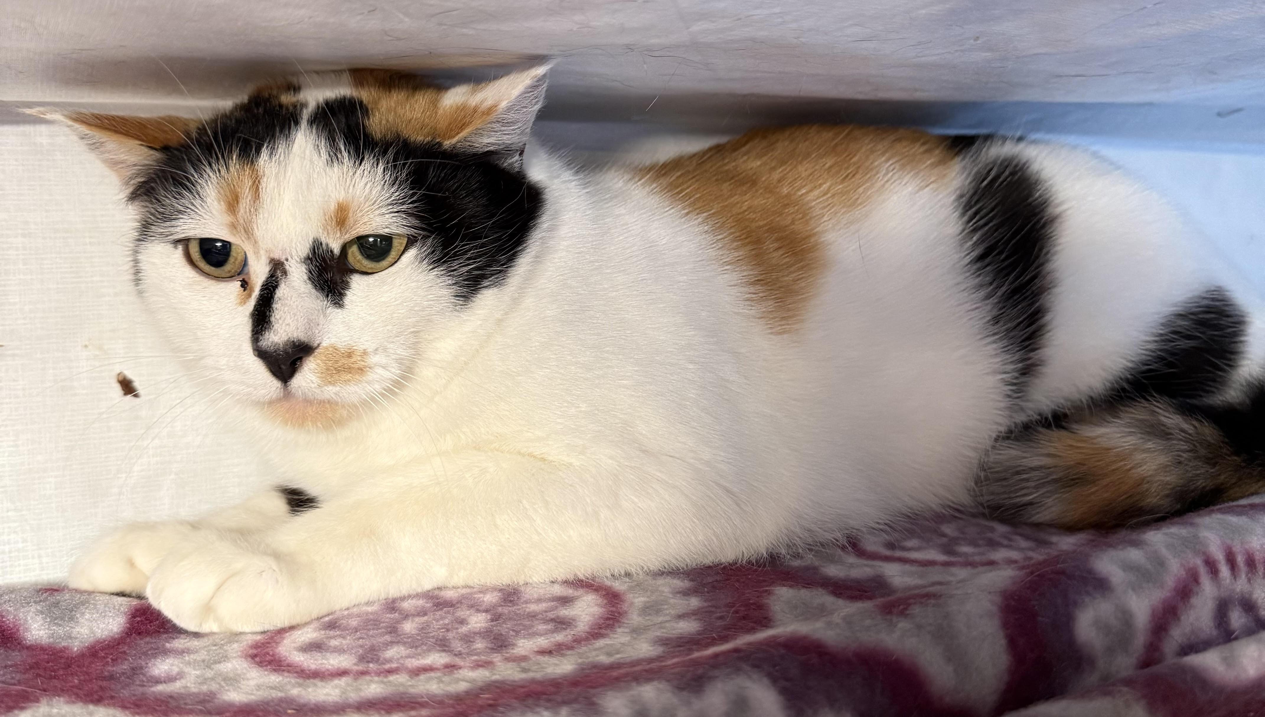 Enlarge Delphine, a Adoptable Domestic Short Hair in Butte, MT image 2/2