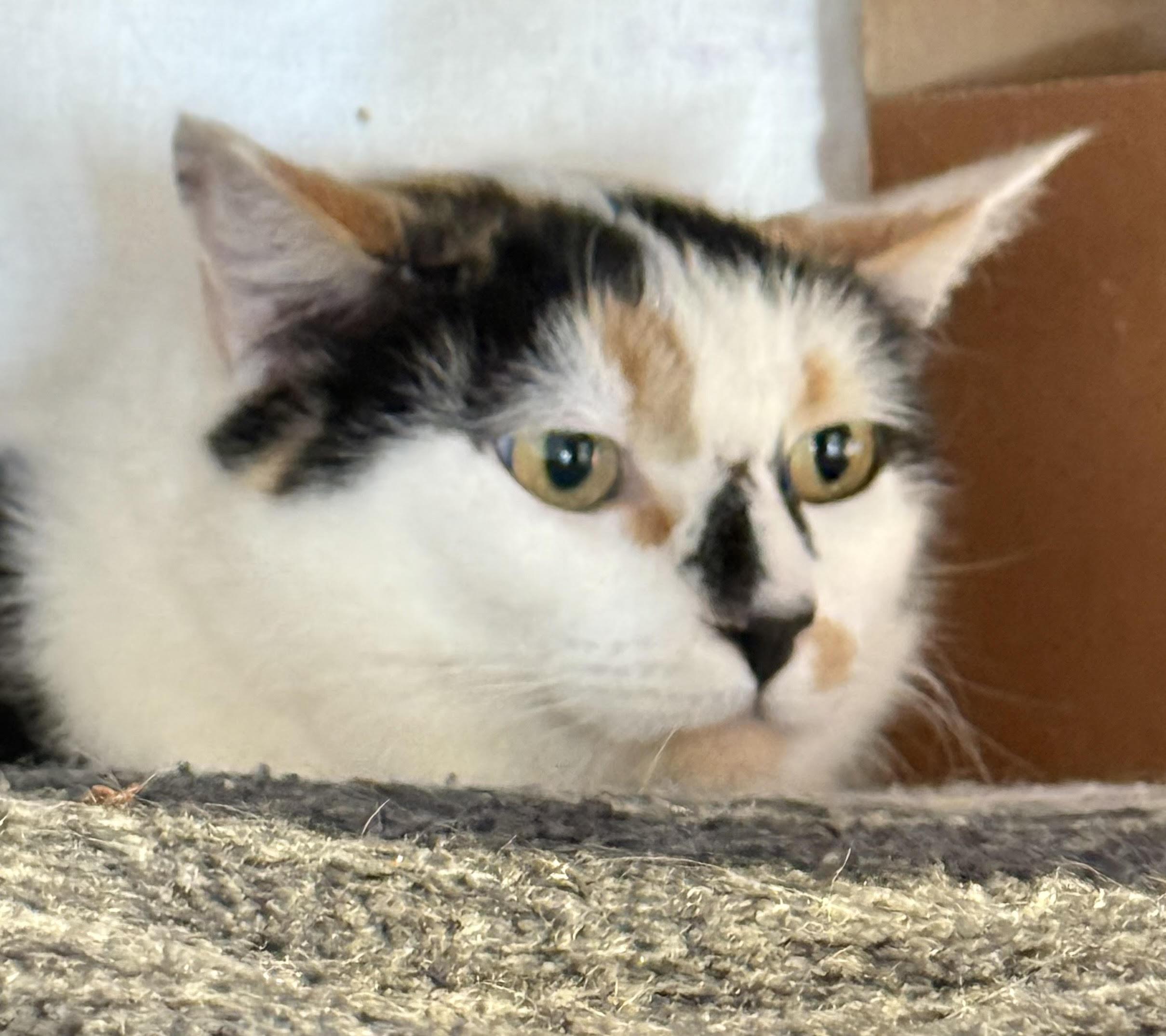 Enlarge Delphine, a Adoptable Domestic Short Hair in Butte, MT image 1/2