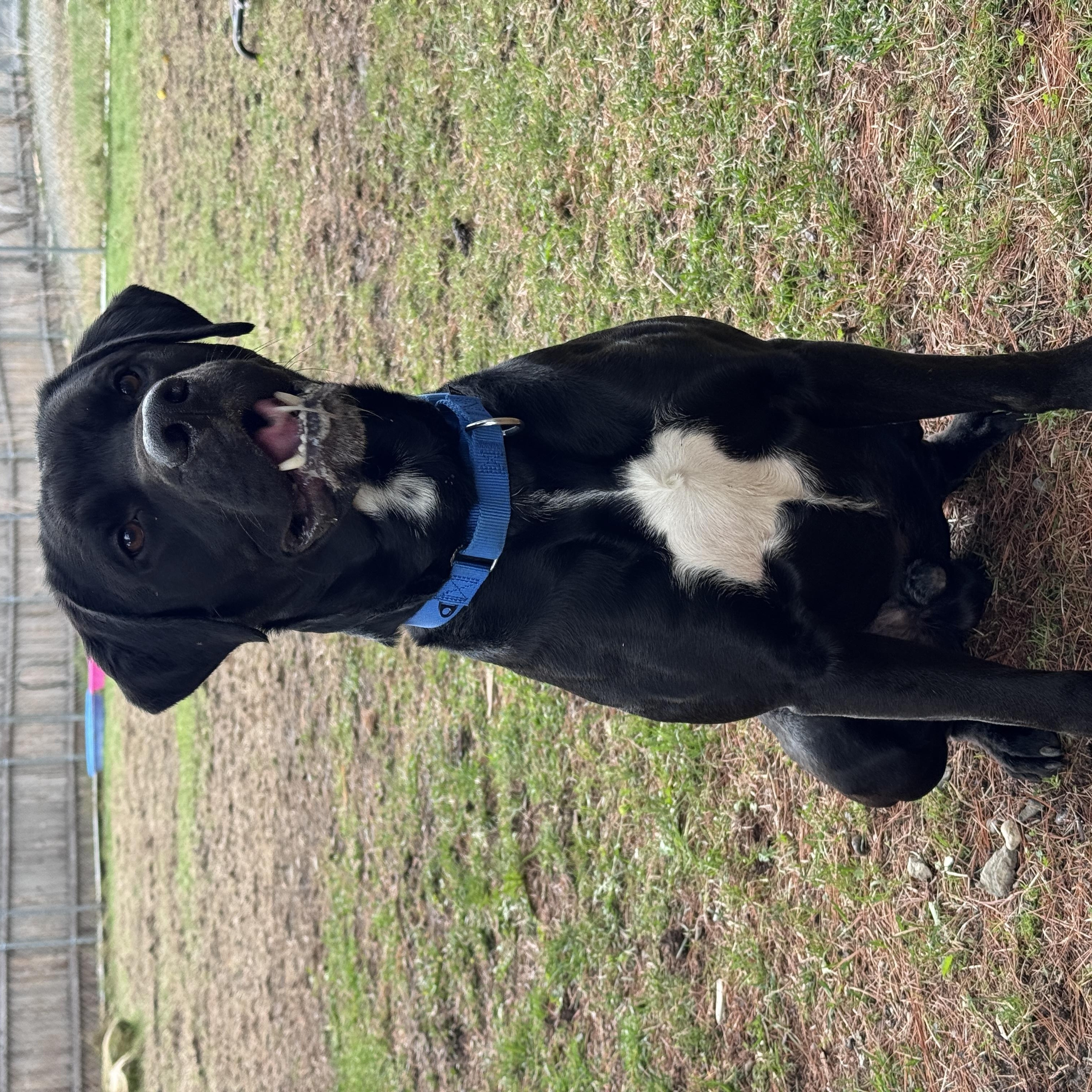 Enlarge Tiny Tim, a ADOPTABLE mixed breed in Cherryfield, ME image 3/3