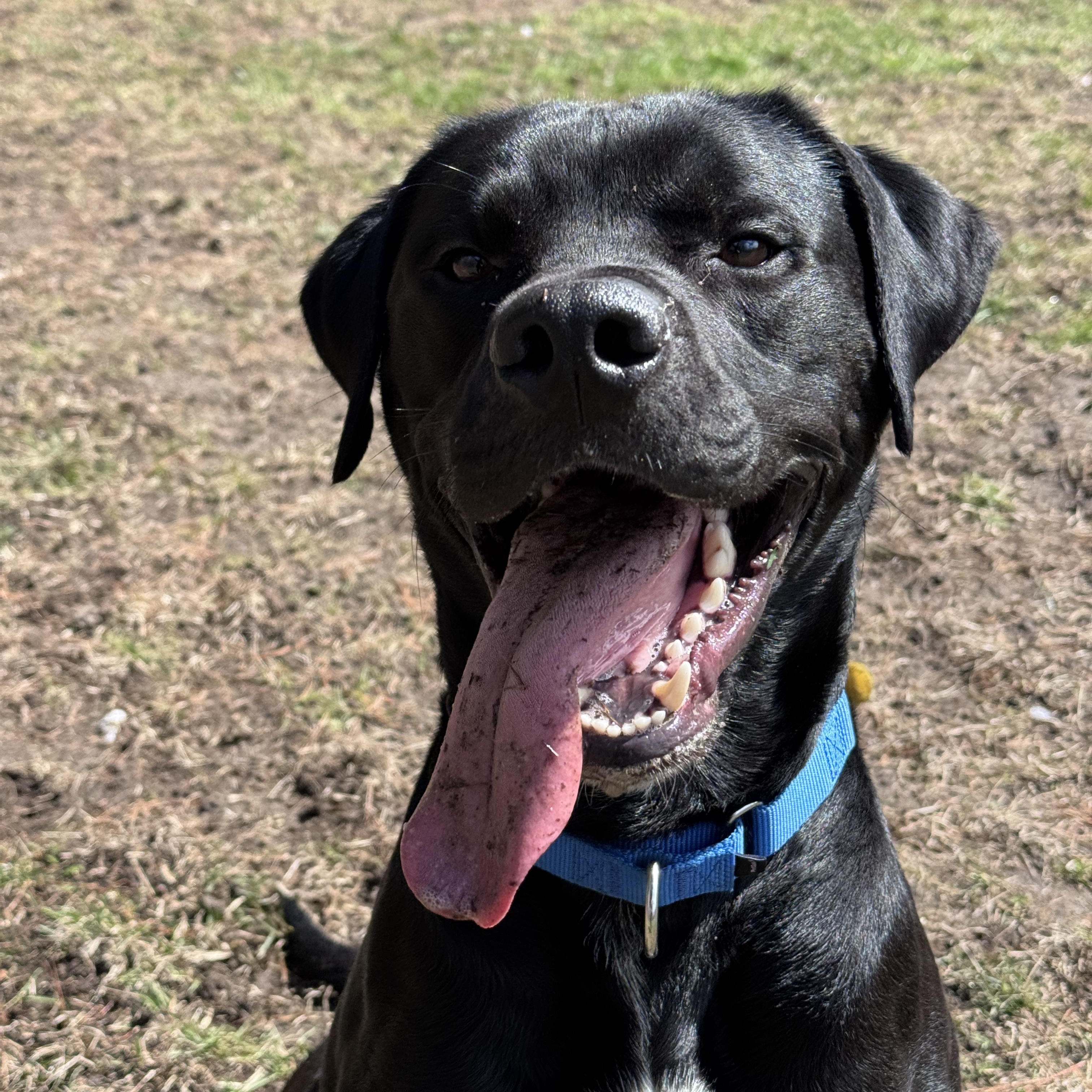 Tiny Tim, ADOPTABLE, Young Male Black Labrador Retriever & Great Dane.