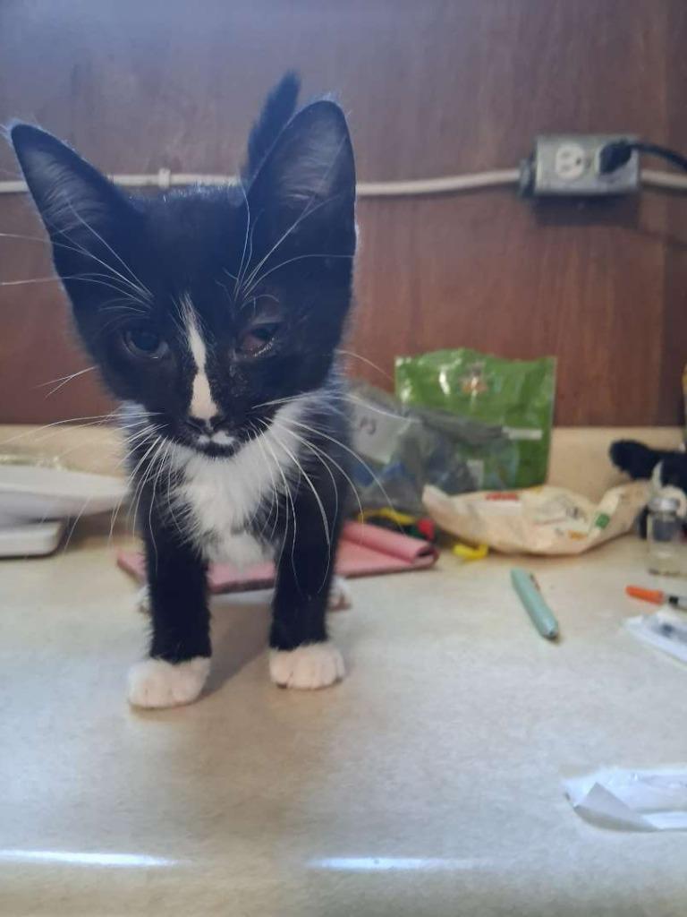 Alto, Adoptable, Kitten Male Domestic Short Hair.