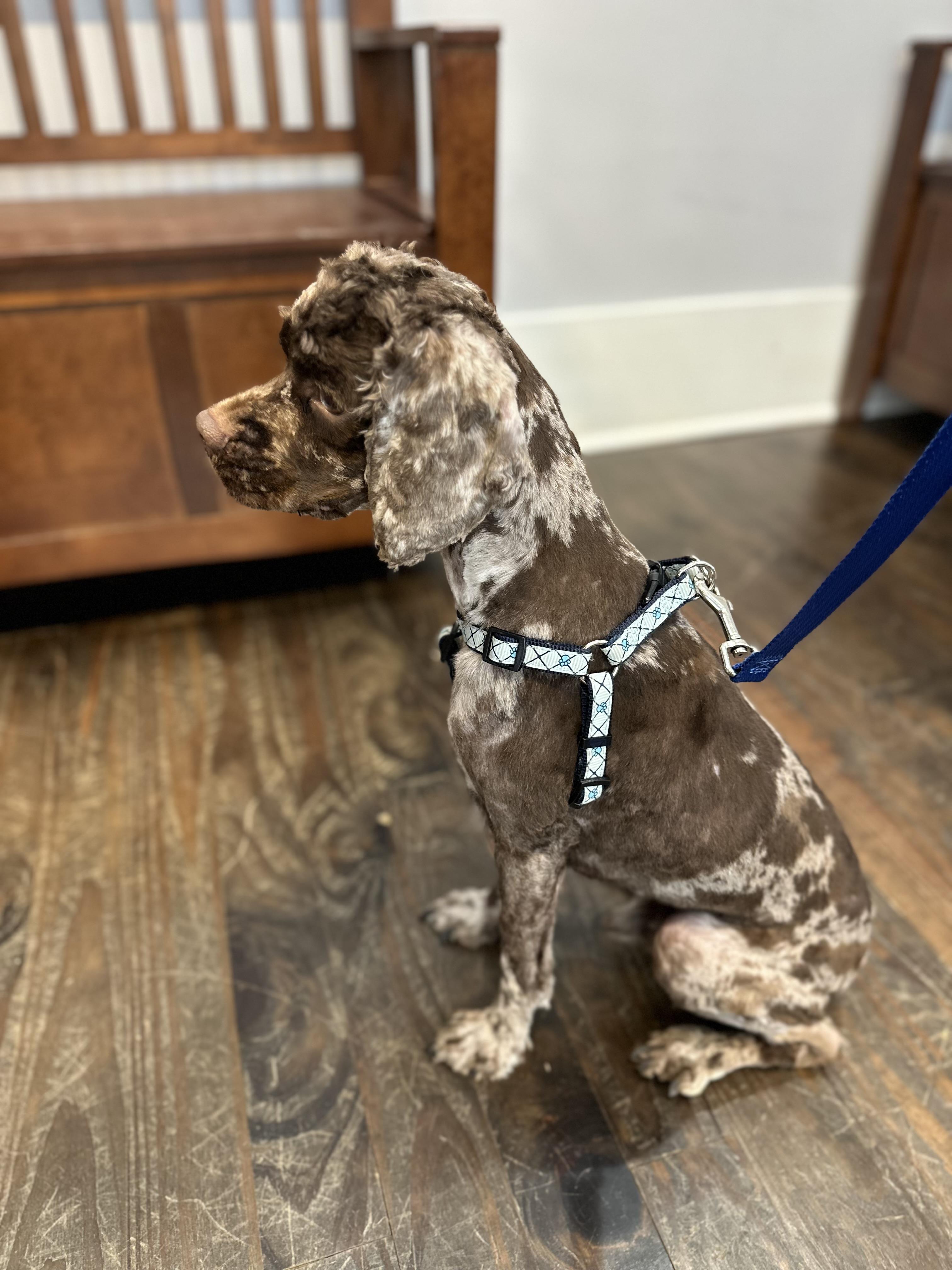 Enlarge Theo, an adopted Cocker Spaniel in Lawrenceville, GA image 5/6