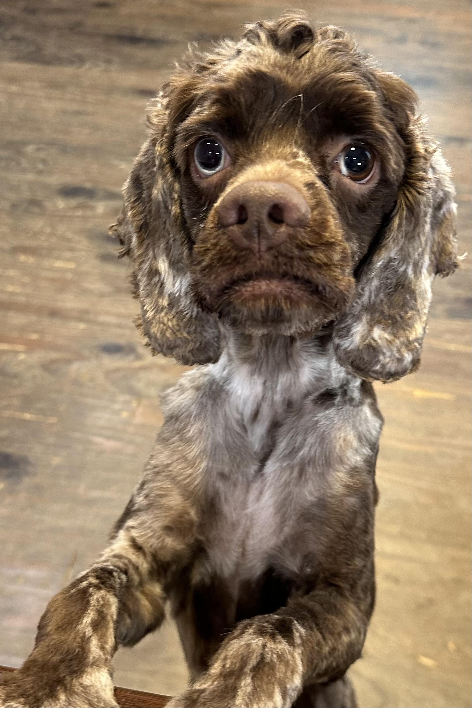 Enlarge Theo, an adopted Cocker Spaniel in Lawrenceville, GA image 1/6