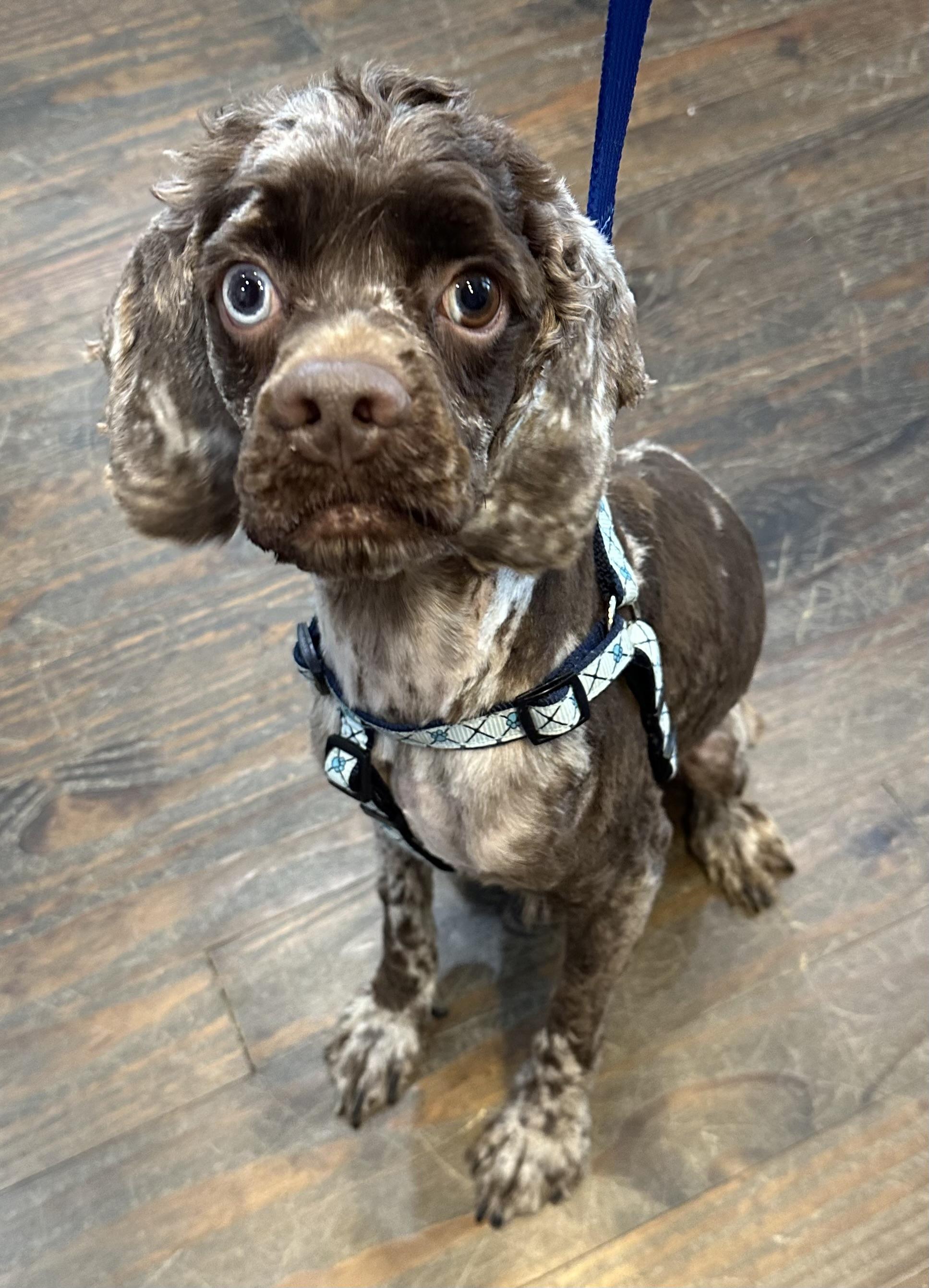 Enlarge Theo, an adopted Cocker Spaniel in Lawrenceville, GA image 3/6