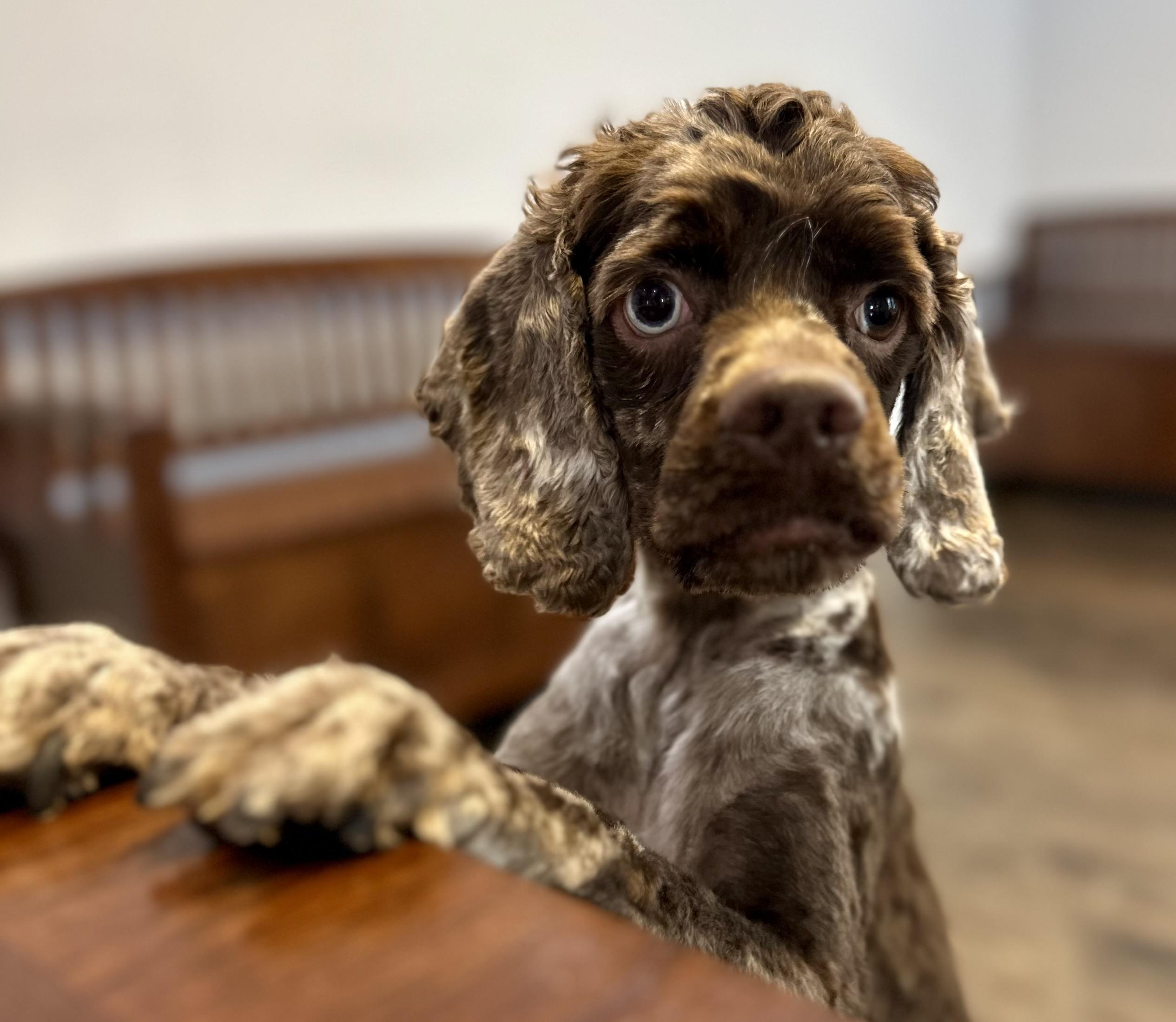 Enlarge Theo, an adopted Cocker Spaniel in Lawrenceville, GA image 6/6